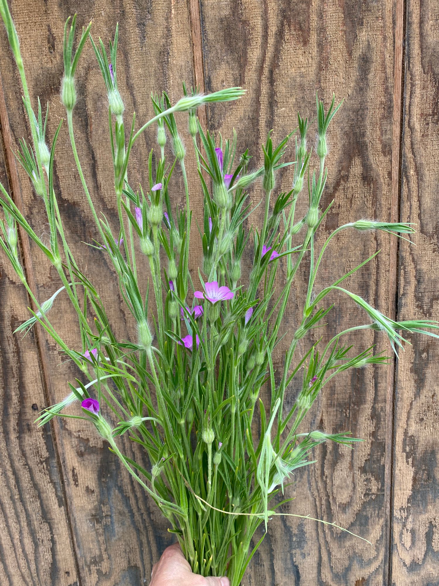 AGROSTEMMA githago Purple Queen