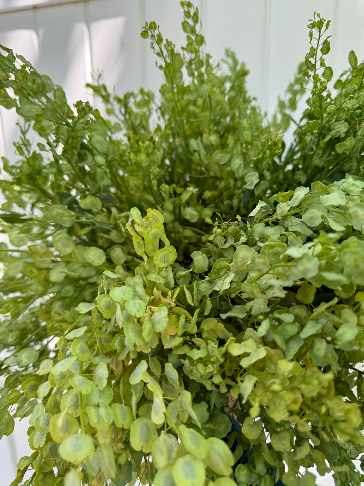 LEPIDIUM sativum