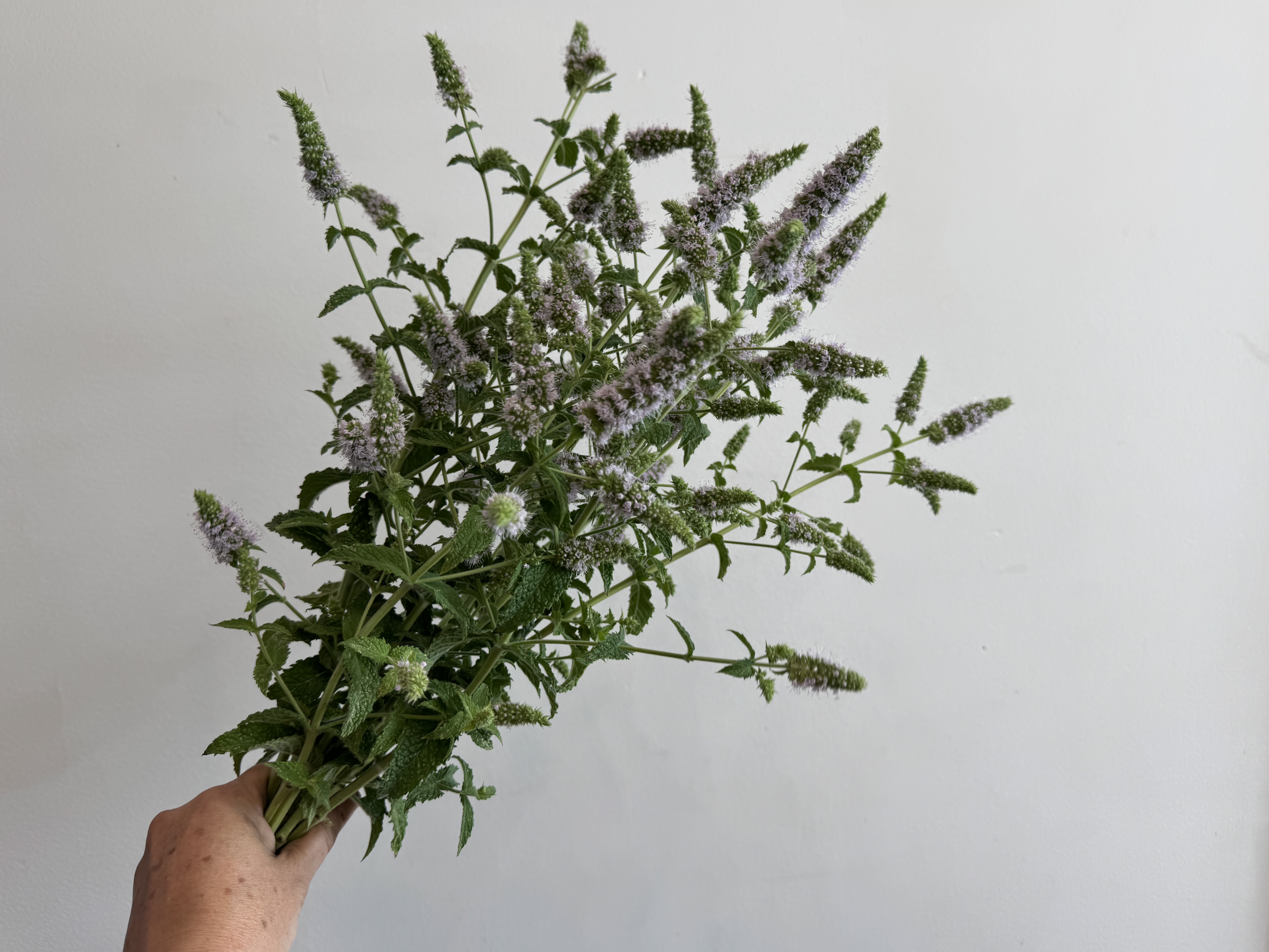 MENTHA spicata