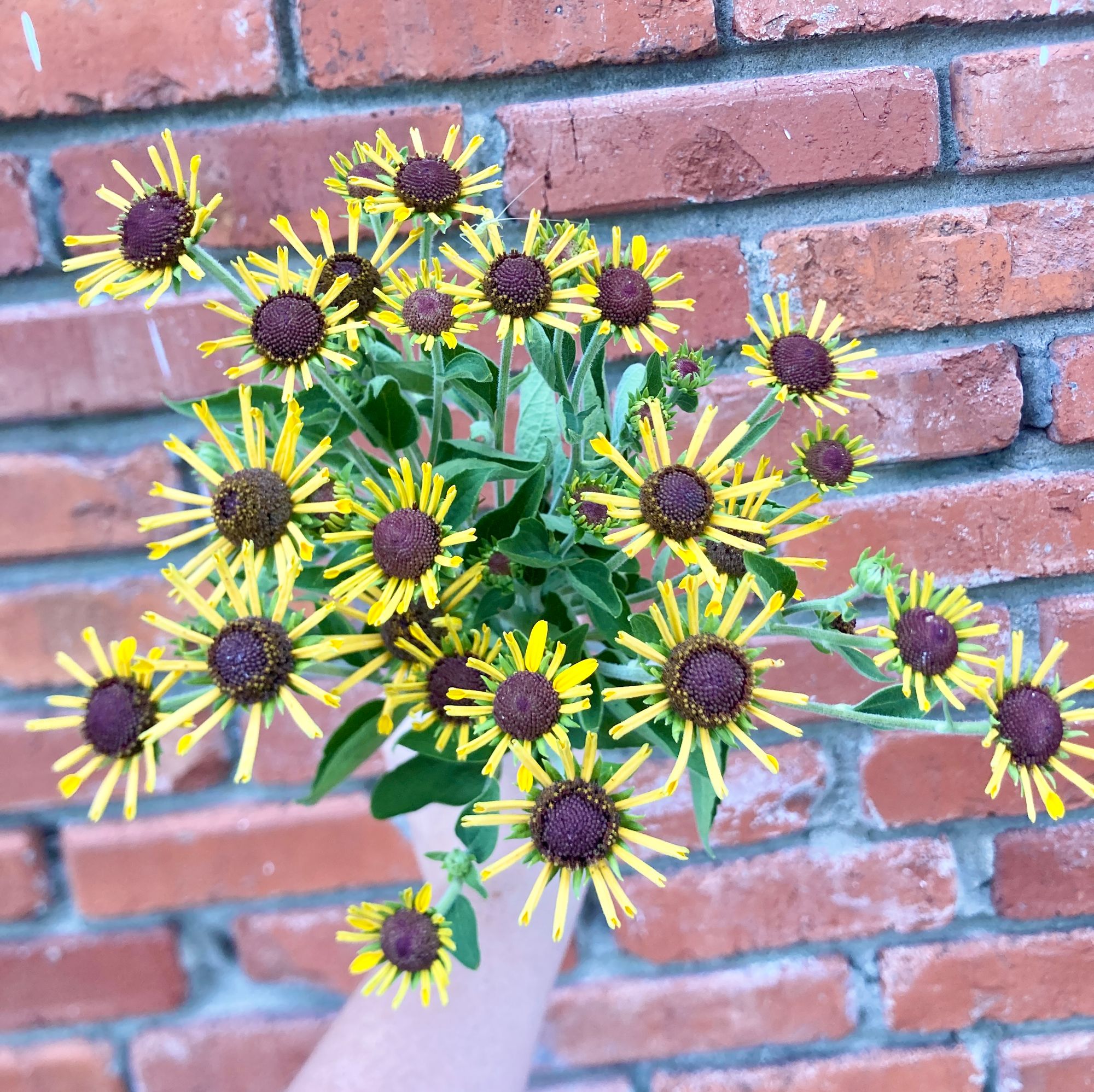 RUDBECKIA subtomentosa Henry Eilers