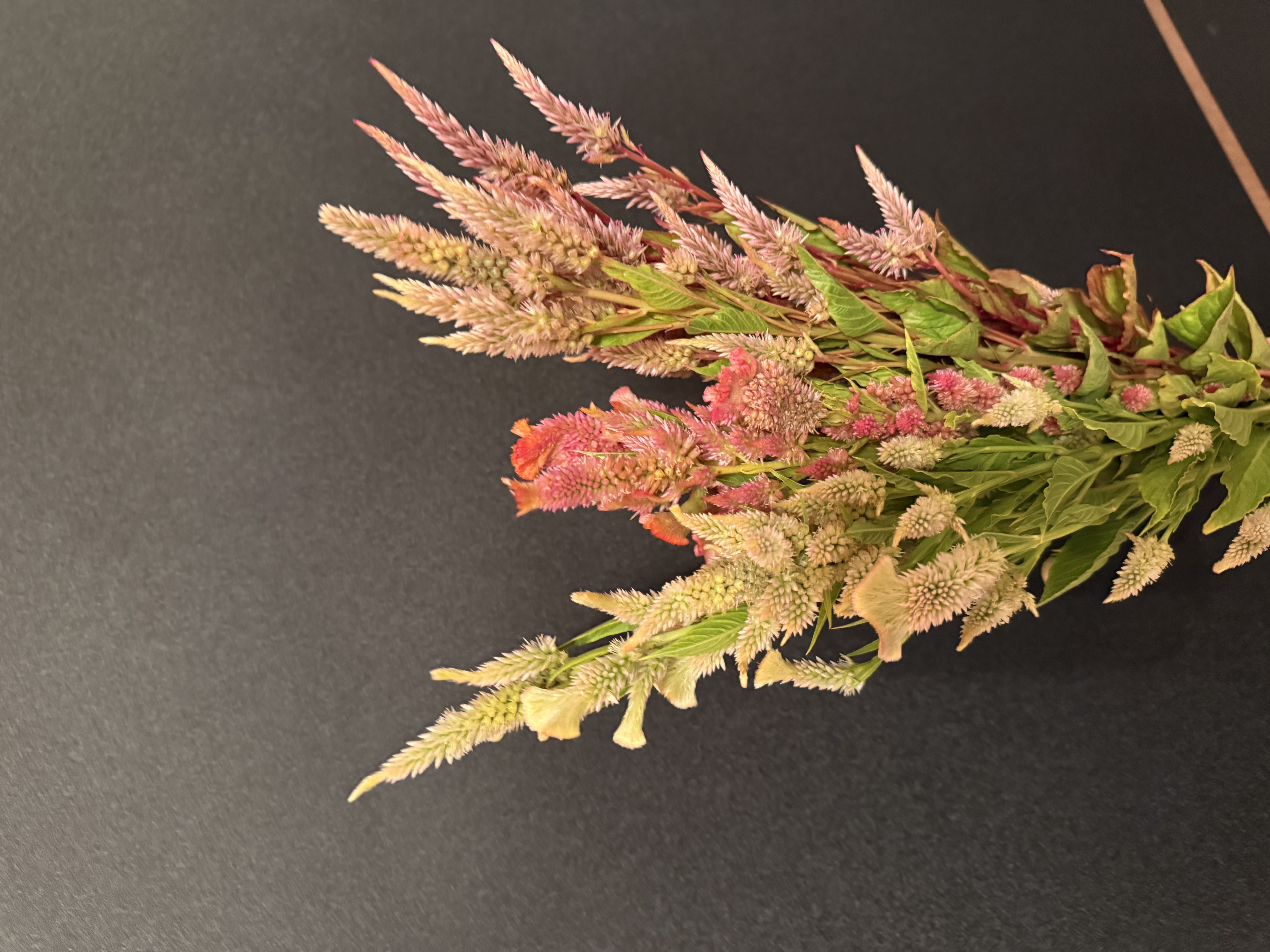 CELOSIA argentea spicata Celway Purple
