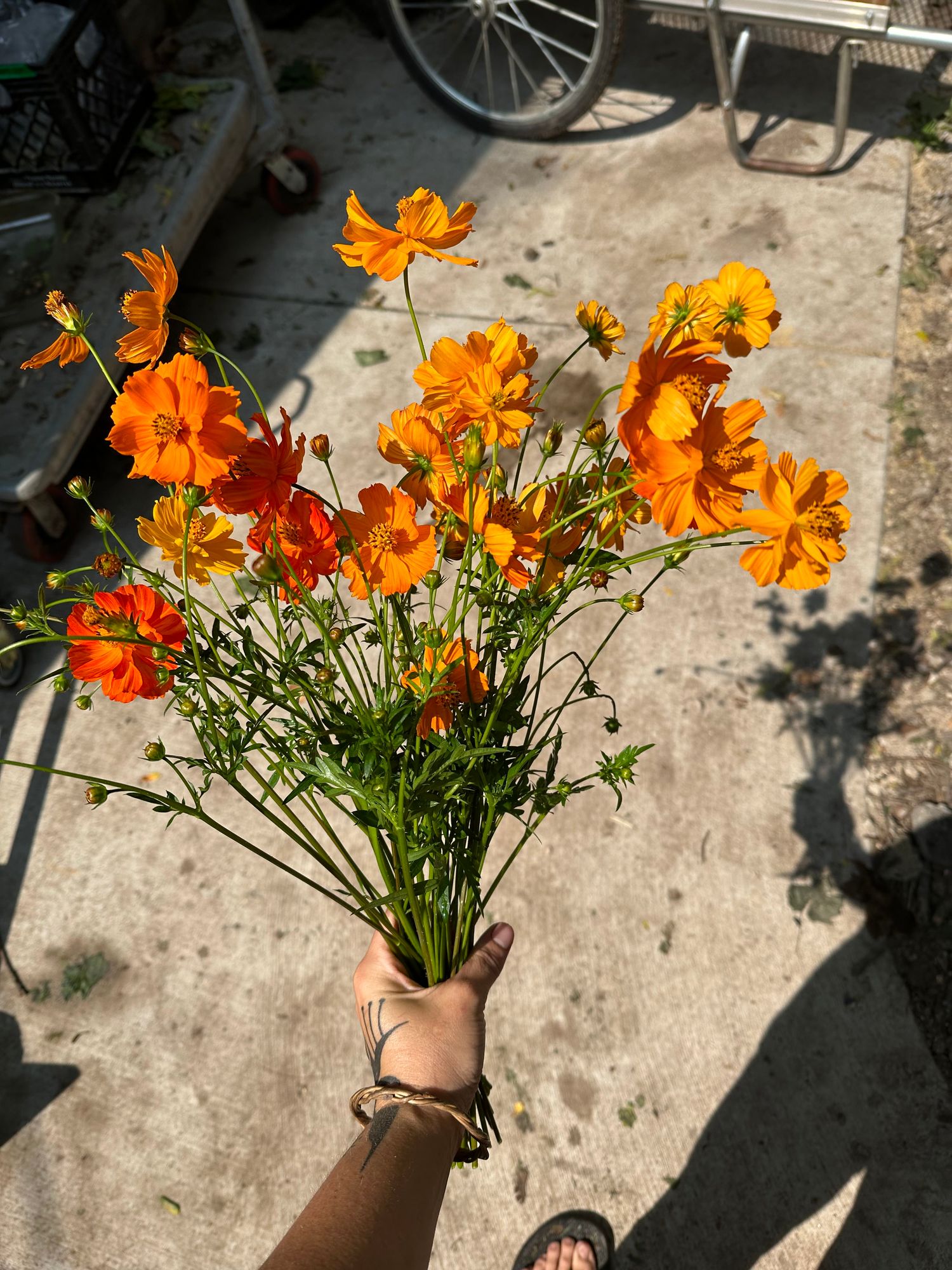 COSMOS sulphureus Bright Lights