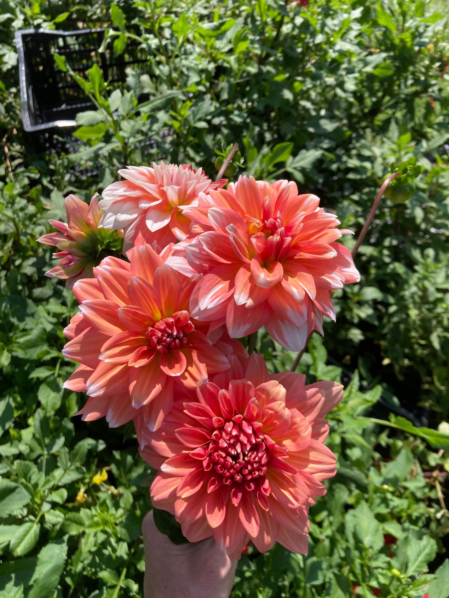 DAHLIA A La Mode