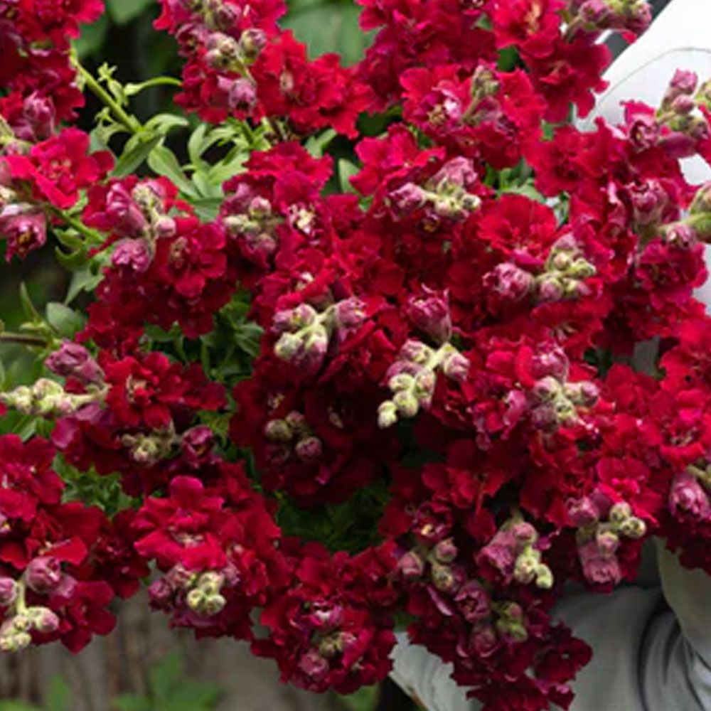 ANTIRRHINUM majus Madame Butterfly Red