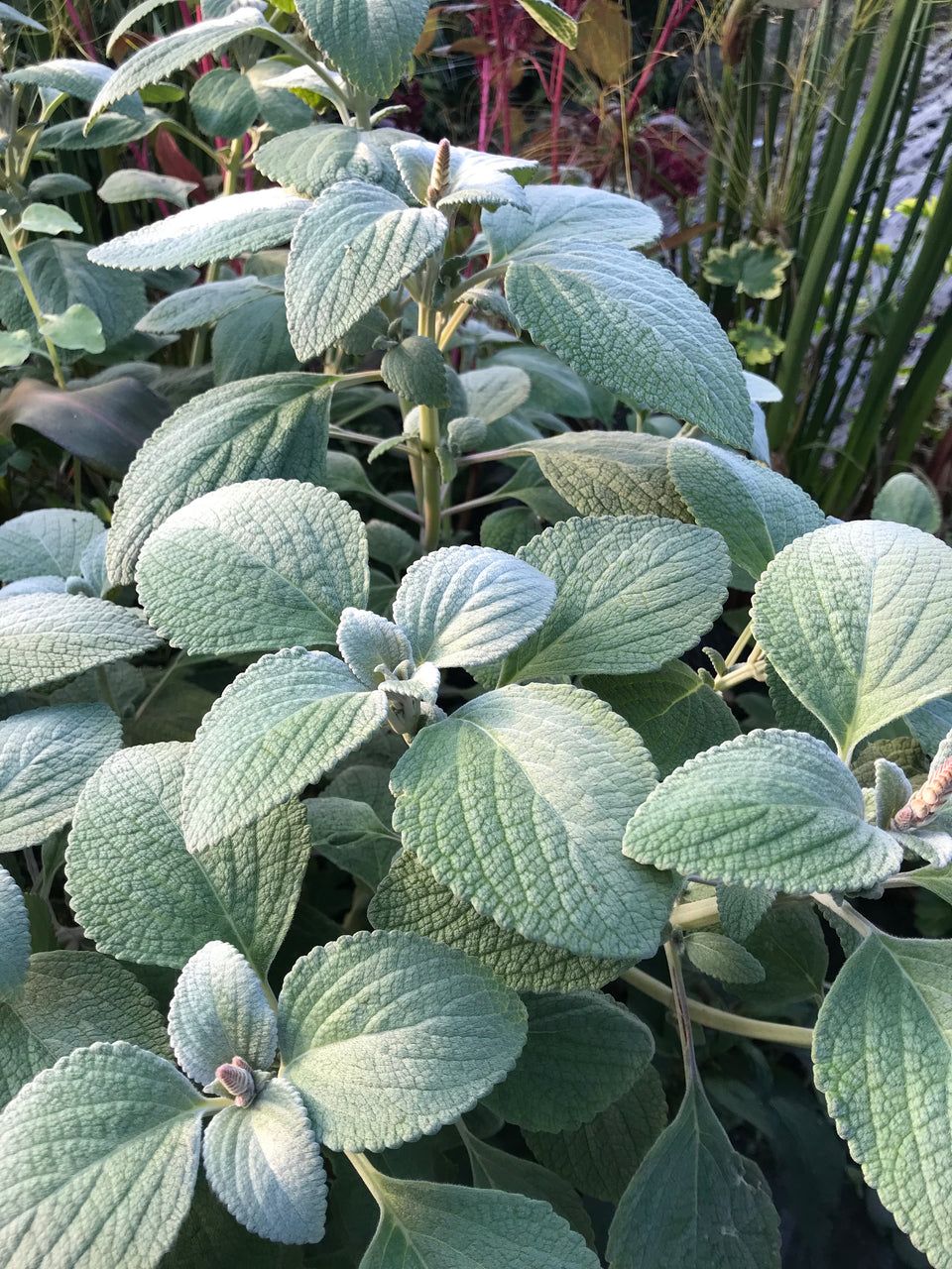 PLECTRANTHUS argentatus