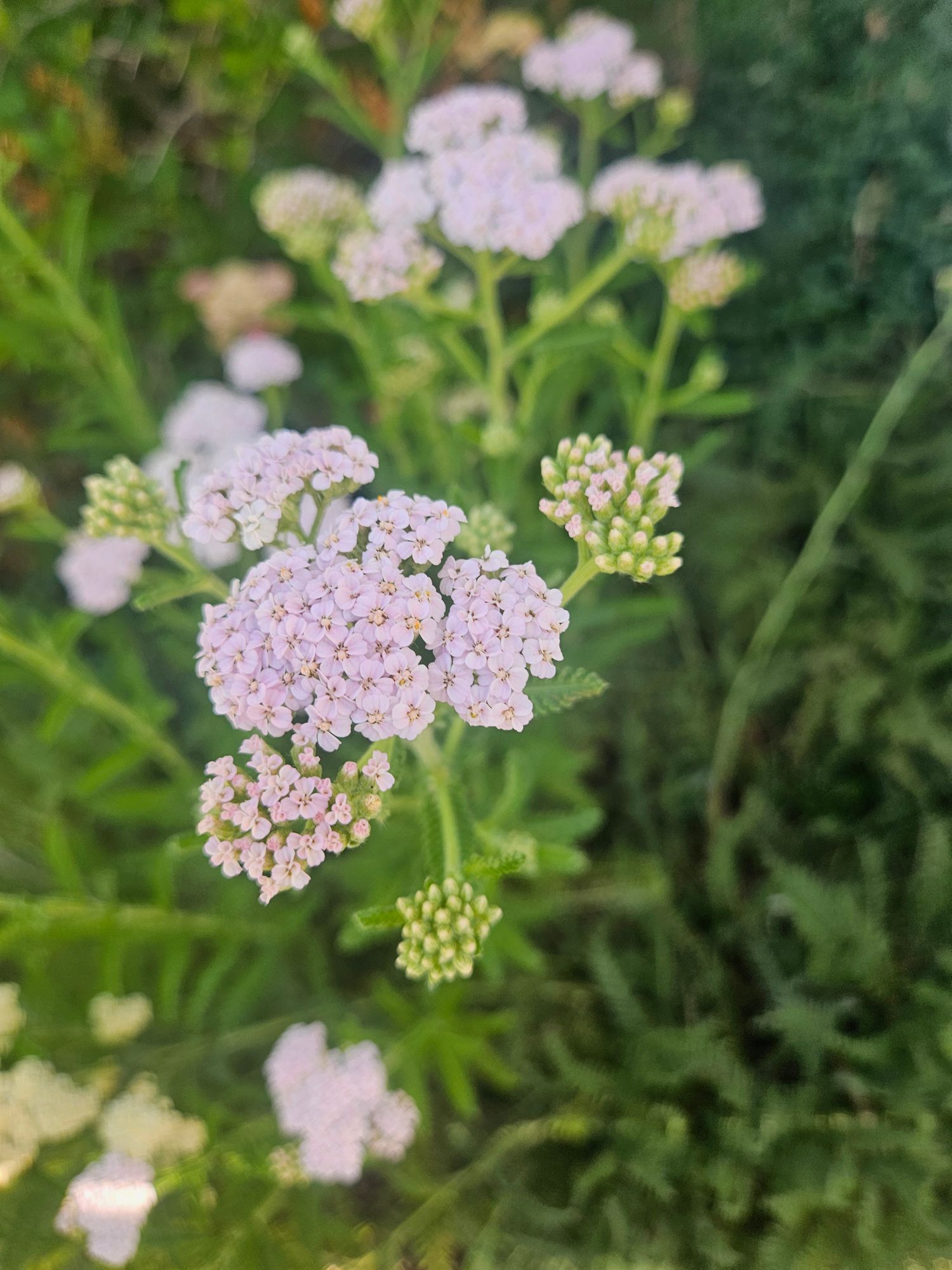 ACHILLEA millefolium Summer Pastels