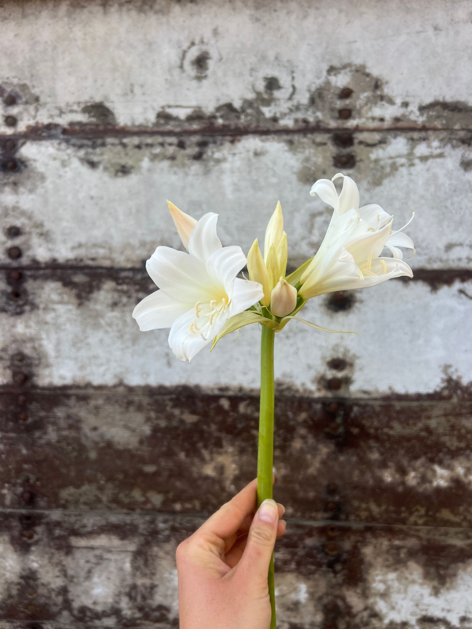 AMARYLLIS belladonna
