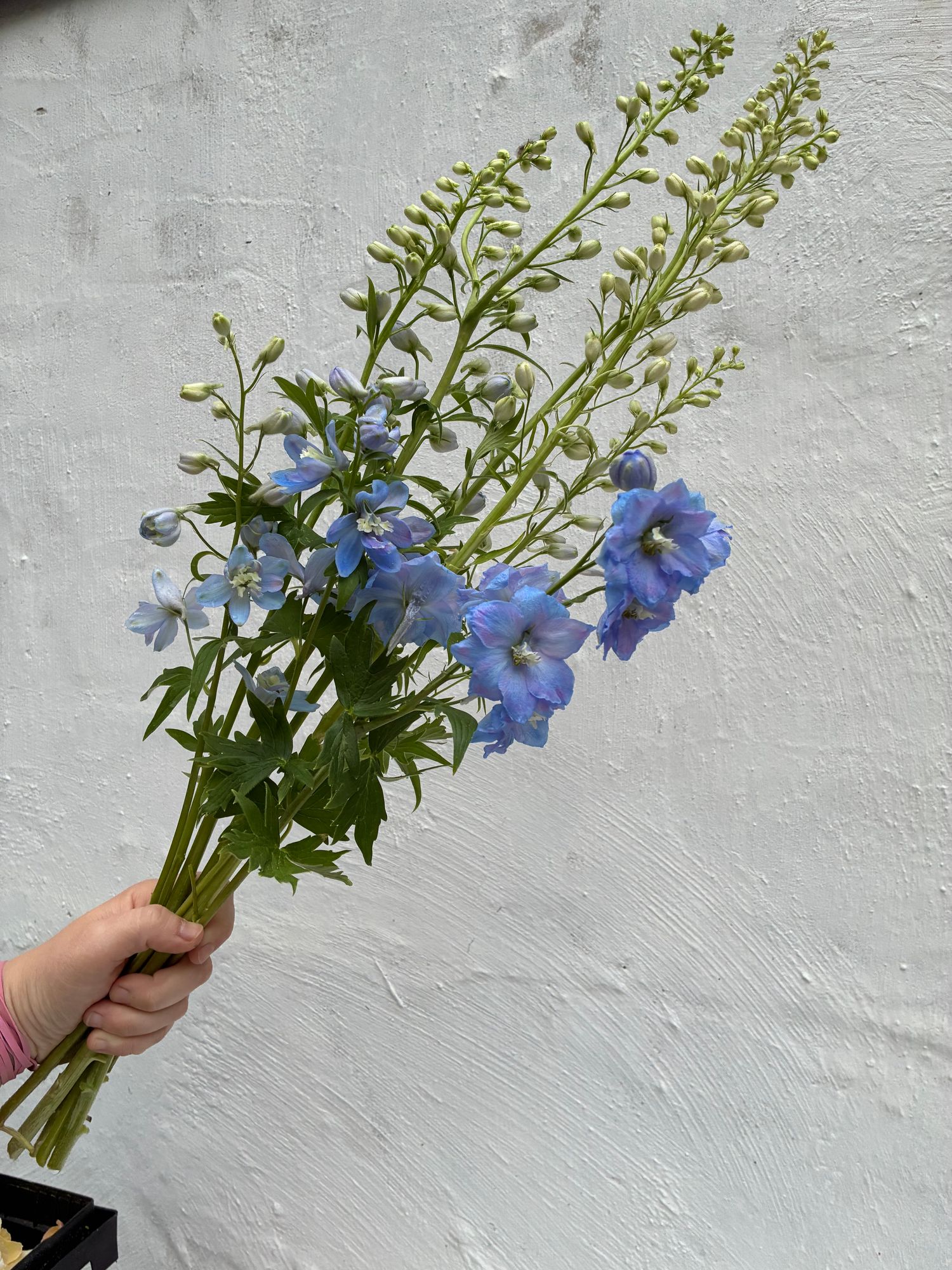 DELPHINIUM elatum Magic Fountains