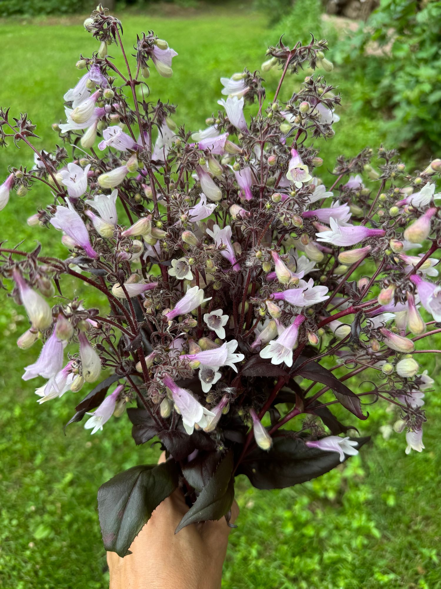 PENSTEMON x Onyx and Pearls