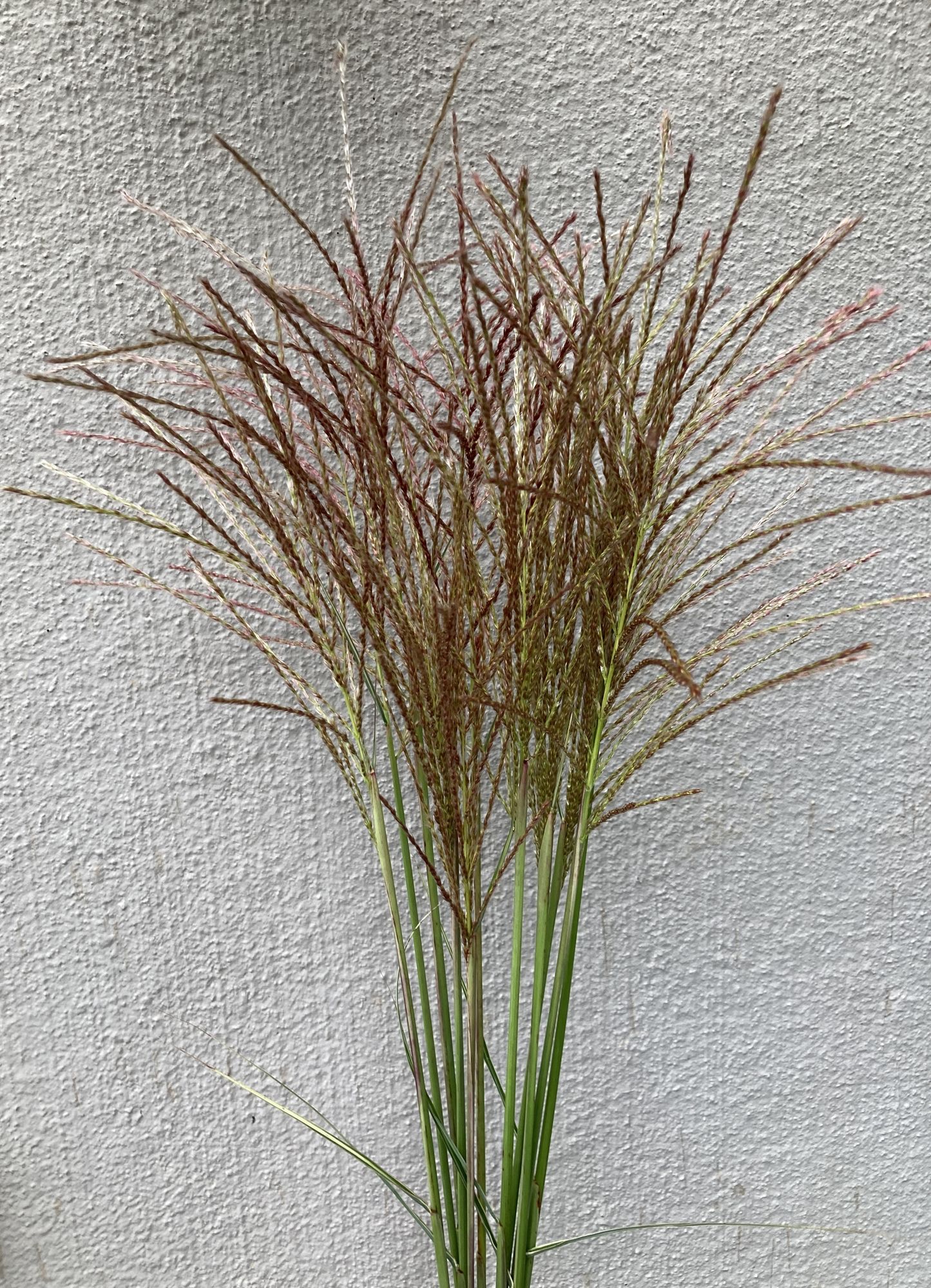 MISCANTHUS sinensis Huron Sunrise