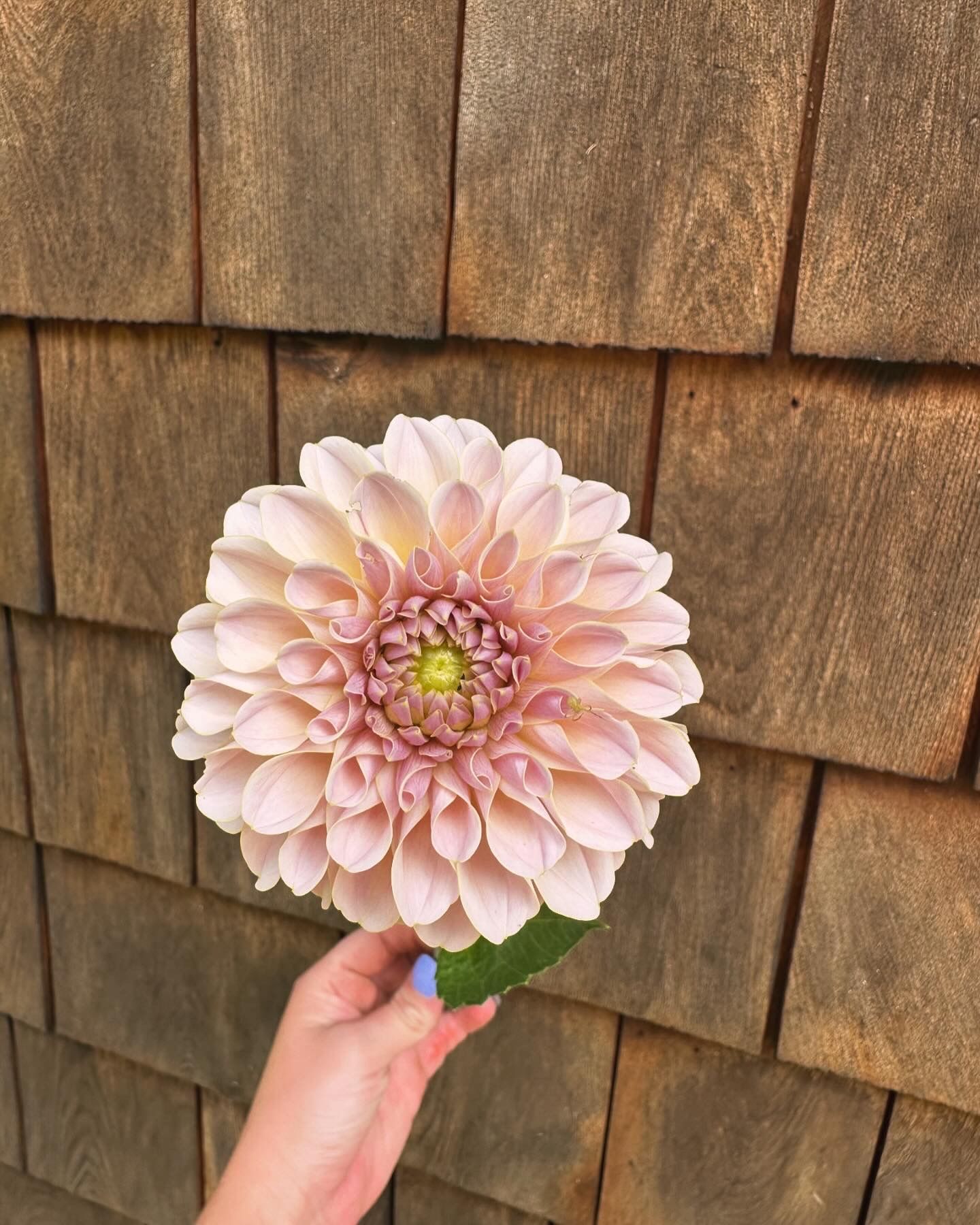 DAHLIA KA Cinder Rose