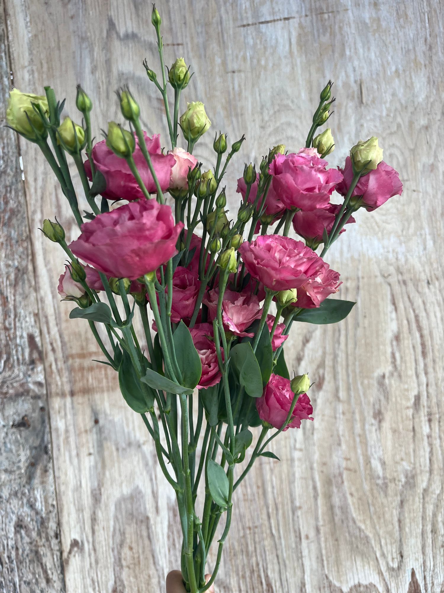 EUSTOMA grandiflorum