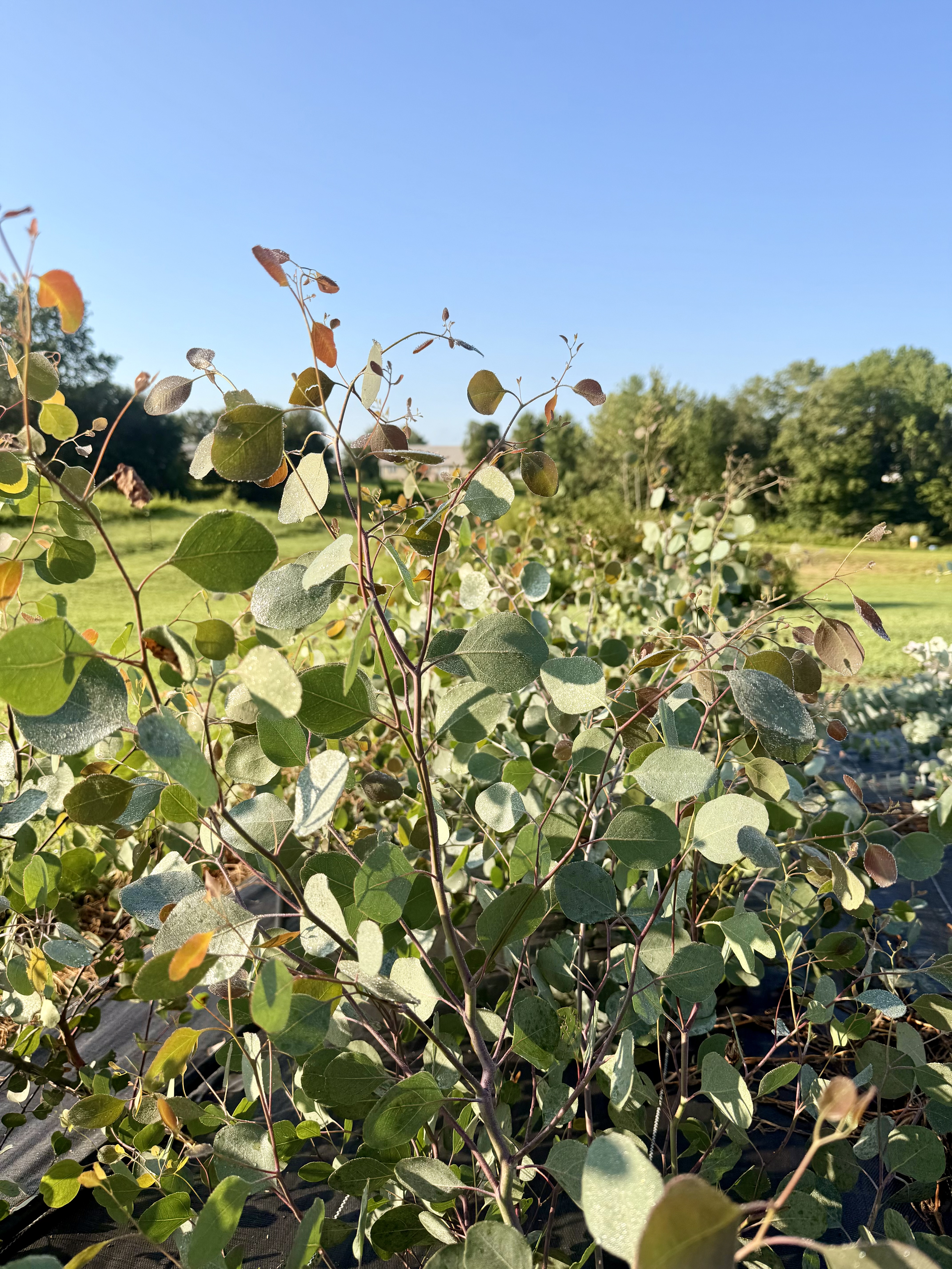 EUCALYPTUS polyanthemos