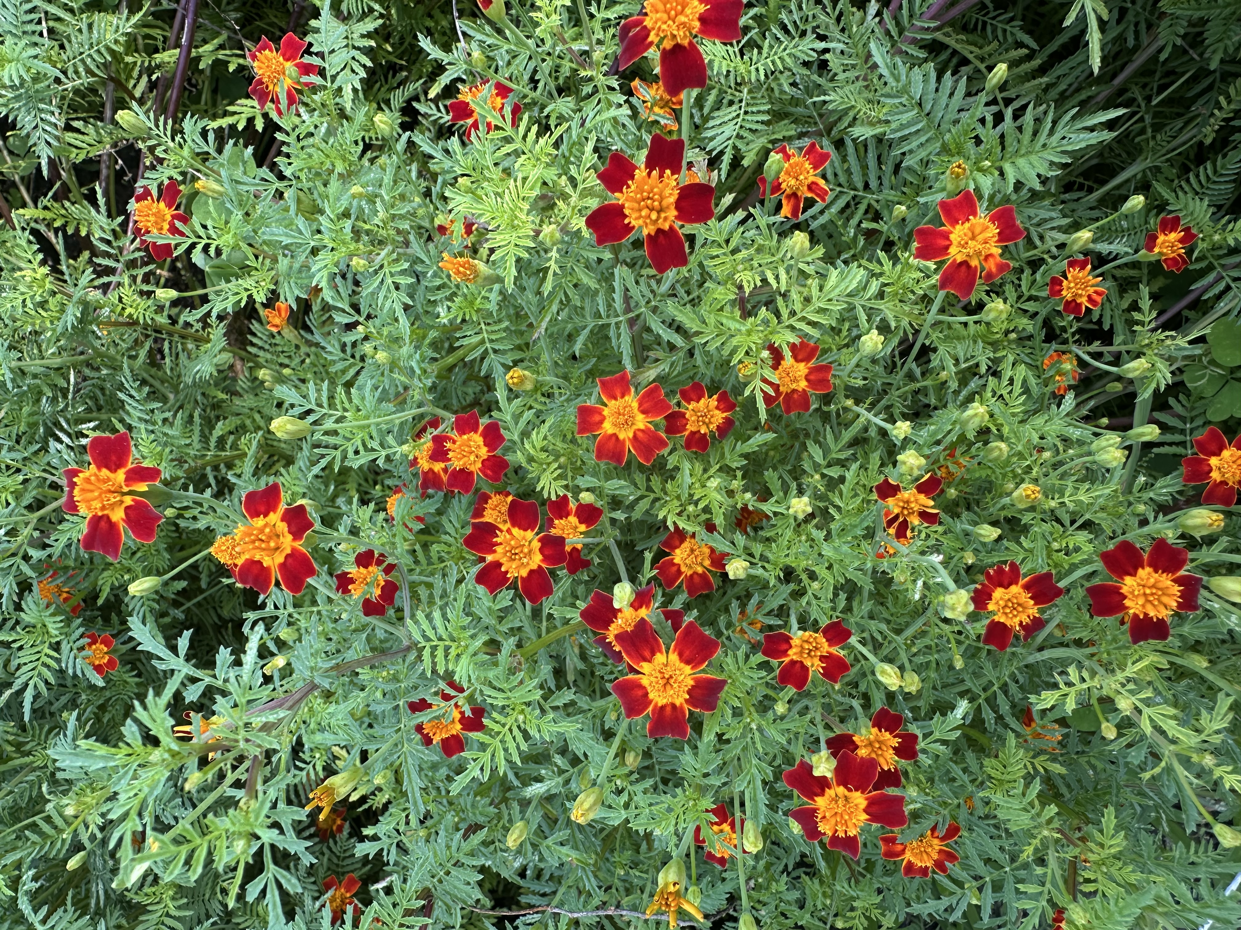 TAGETES tenuifolia Red Gem