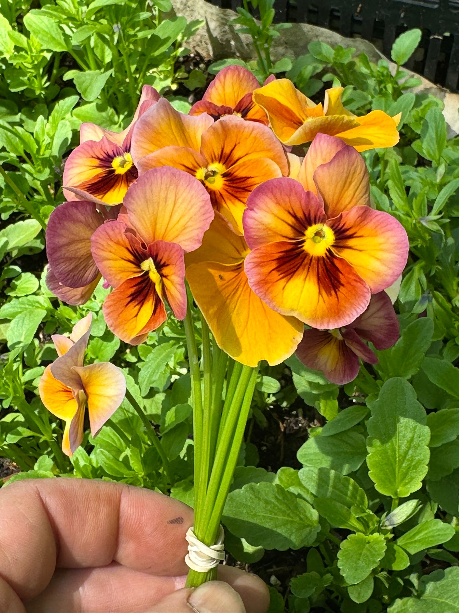 VIOLA x wittrockiana Nature Antique Shades