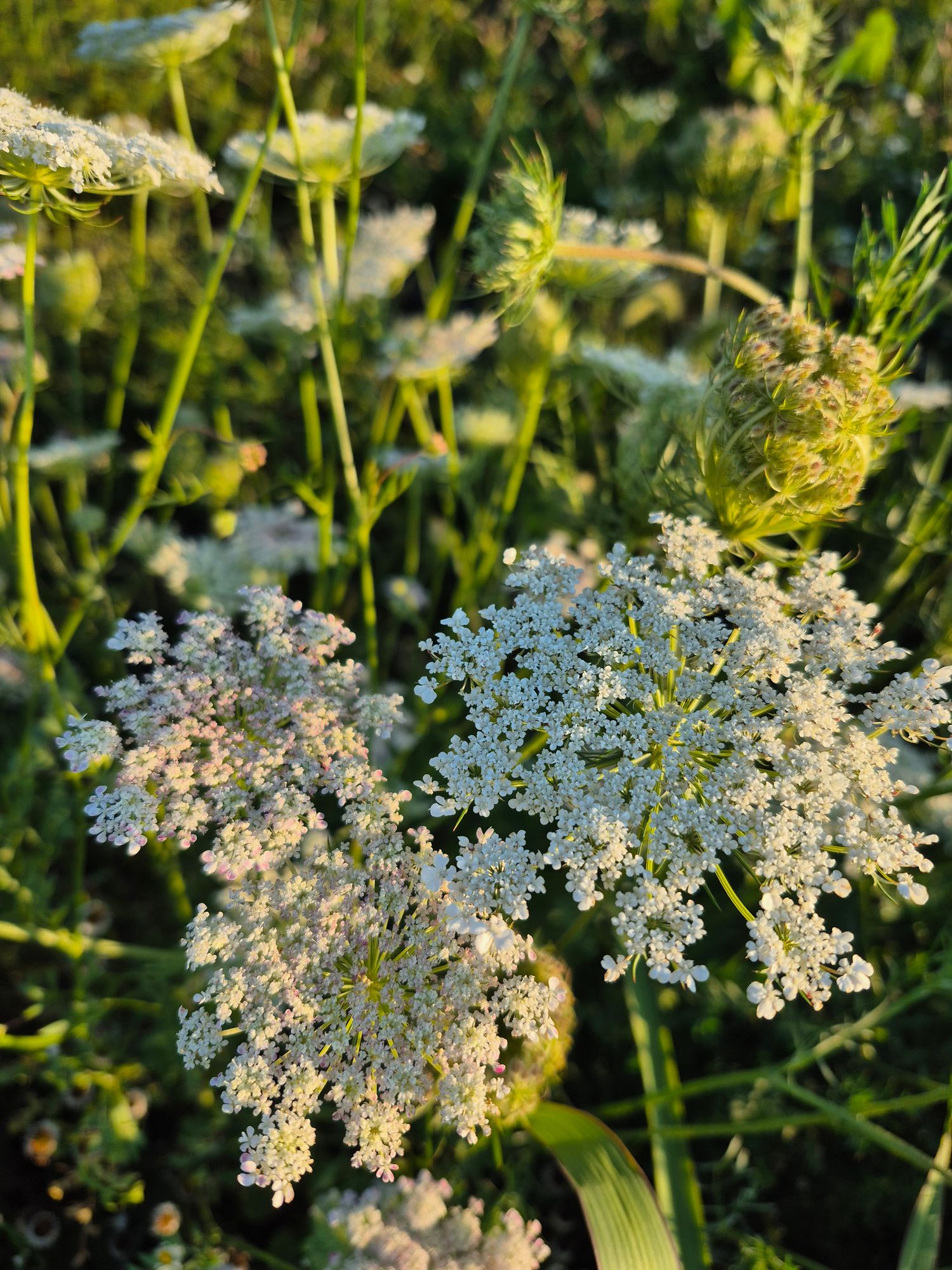 AMMI majus