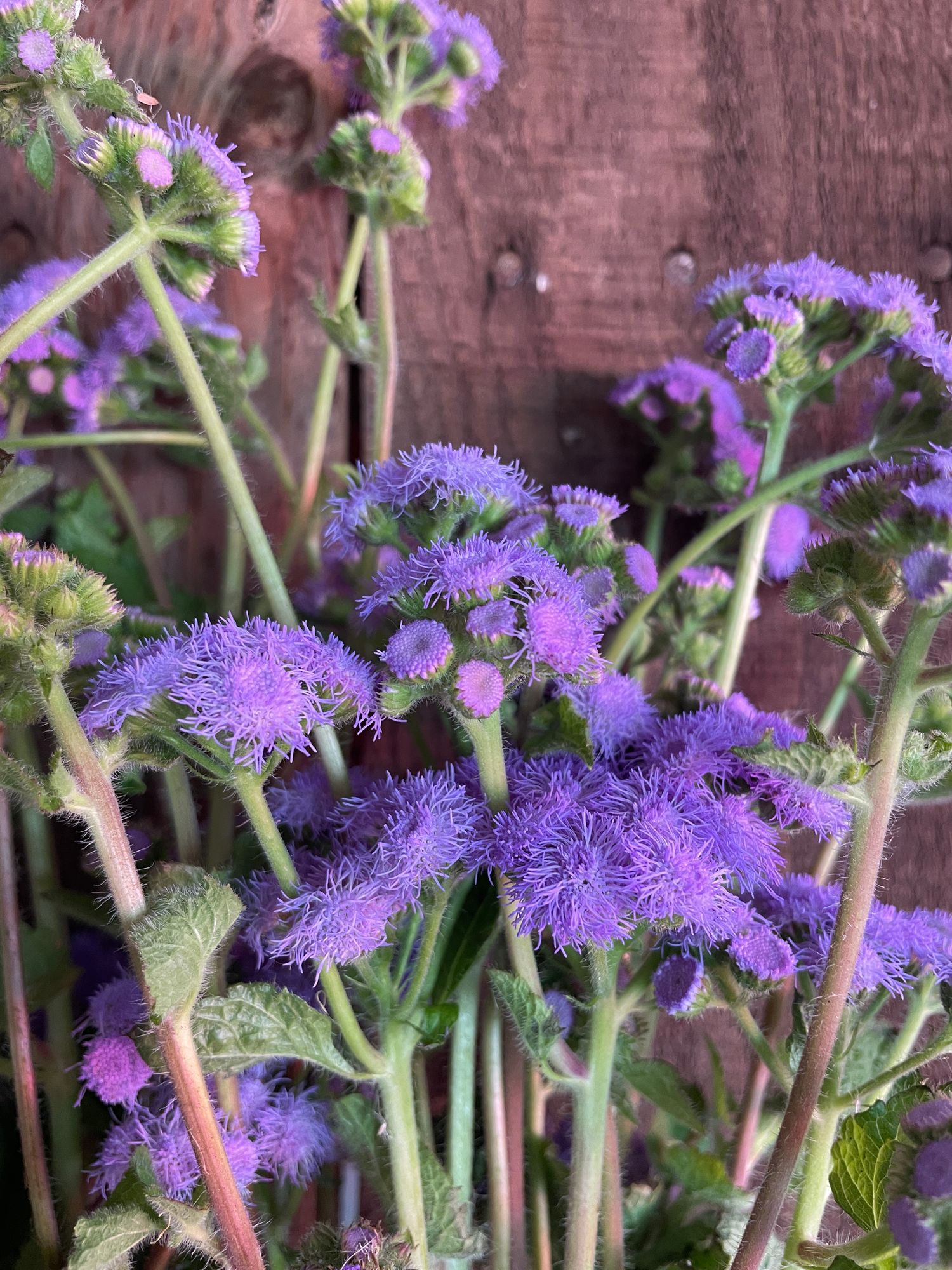 AGERATUM houstonianum Blue Horizon