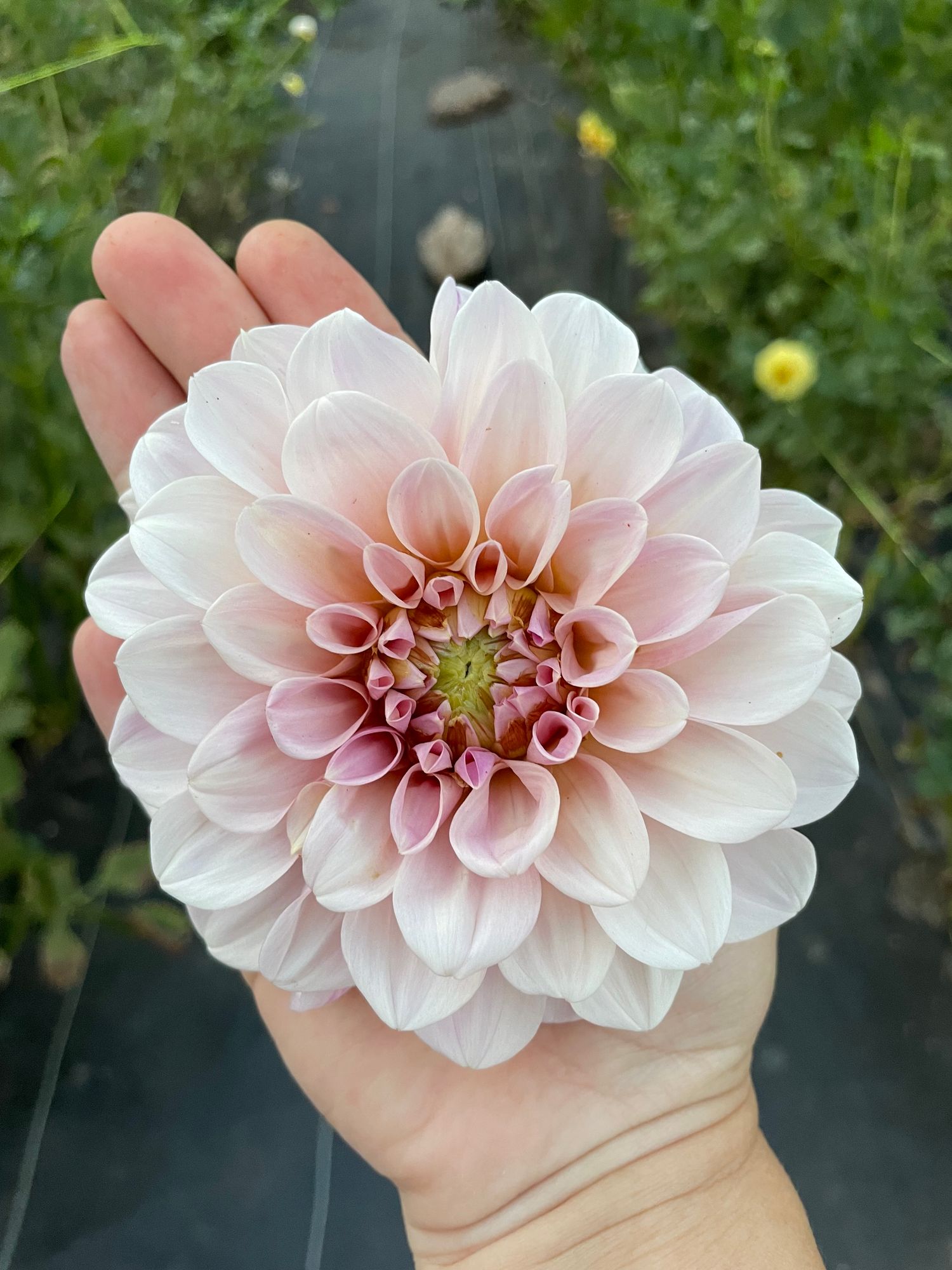 DAHLIA Sweet Nathalie