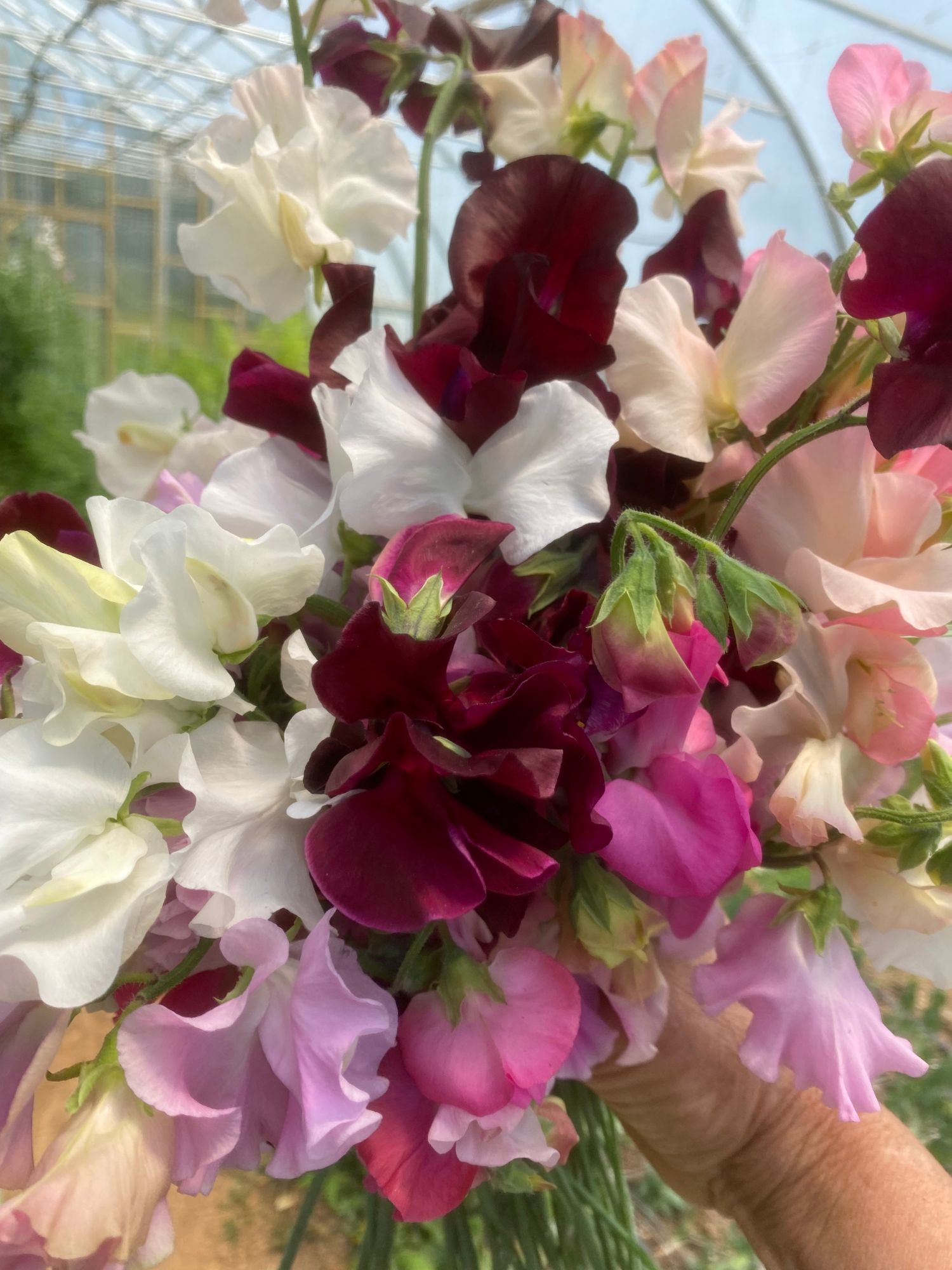 LATHYRUS odoratus Mammoth