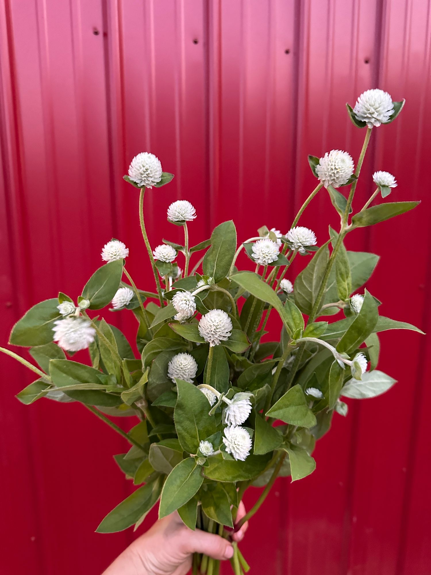 GOMPHRENA globosa Audray