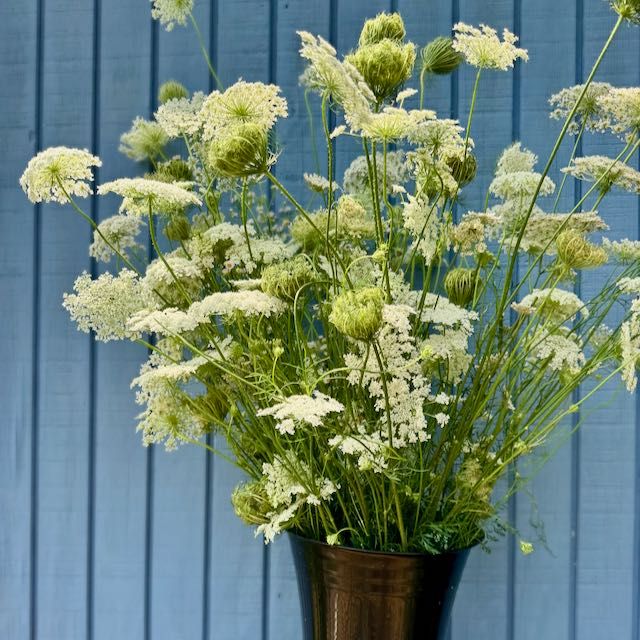 DAUCUS carota