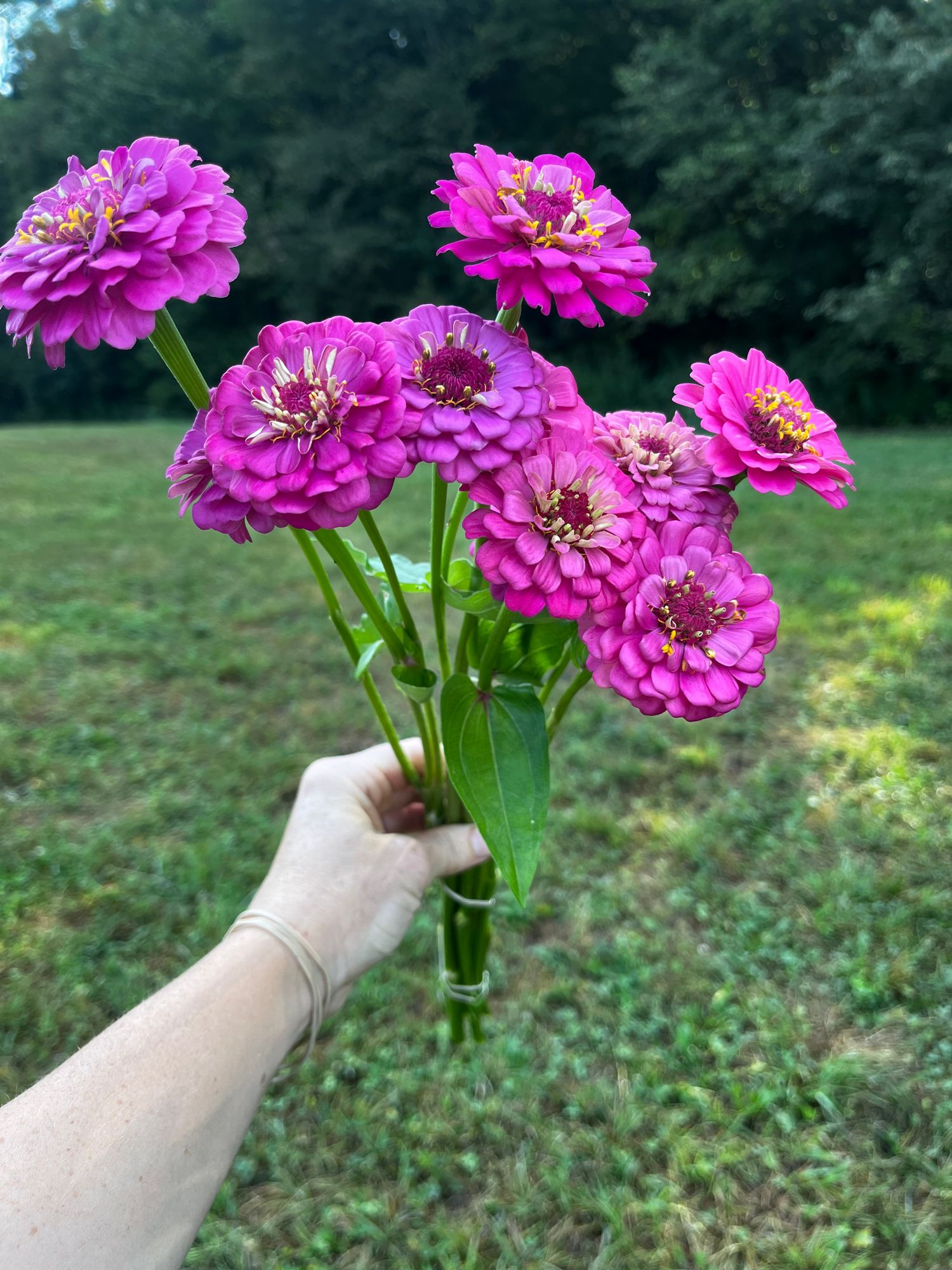ZINNIA elegans Oklahoma Series