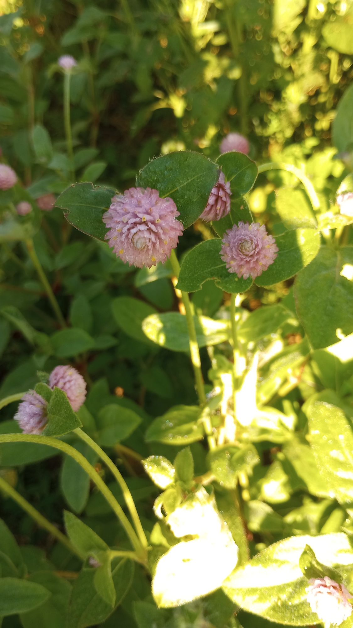 GOMPHRENA globosa Salmon Pastel