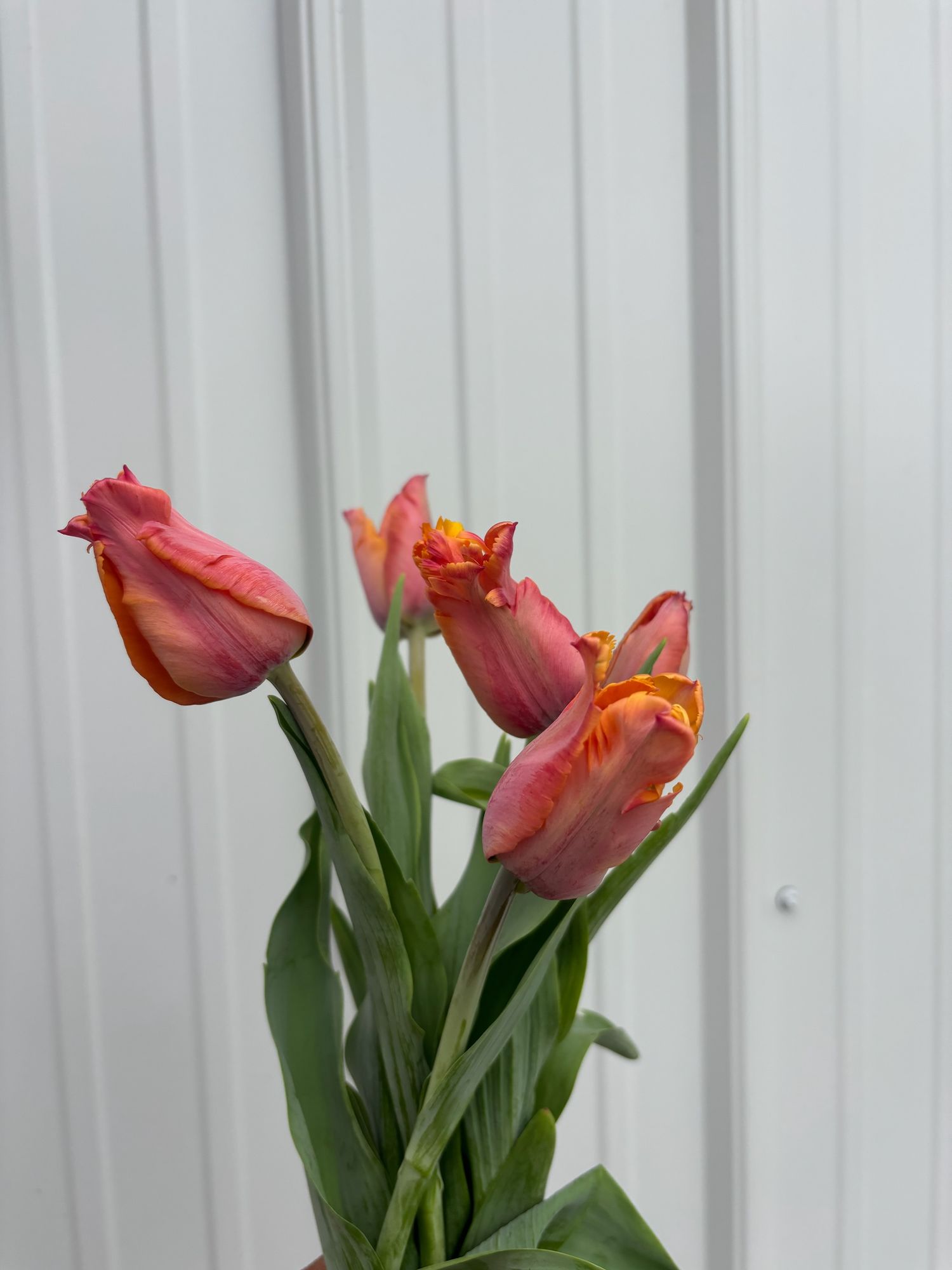 TULIPA Amazing Parrot