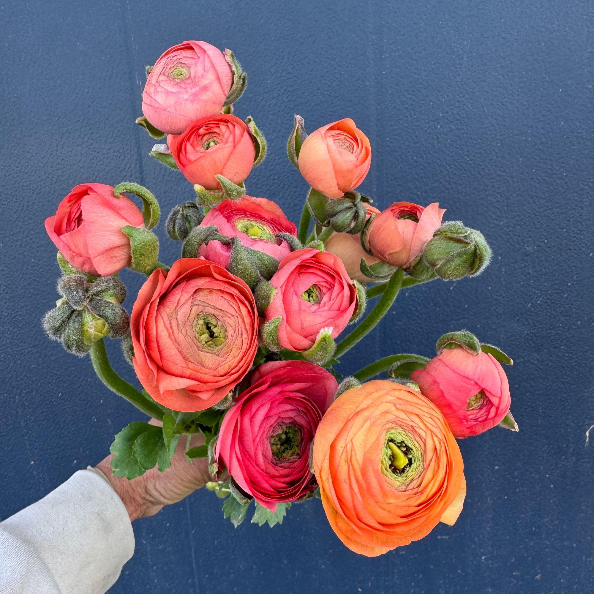 RANUNCULUS Half Clone Tango