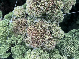 HYLOTELEPHIUM spectabile Autumn Joy