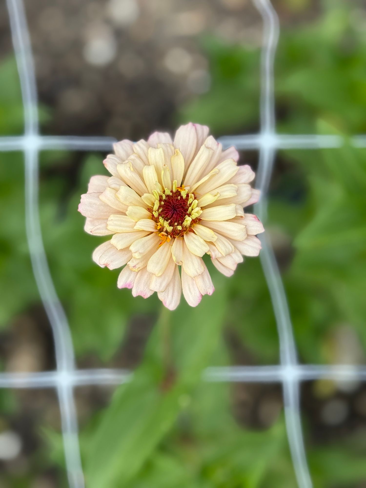 ZINNIA elegans Ballerina