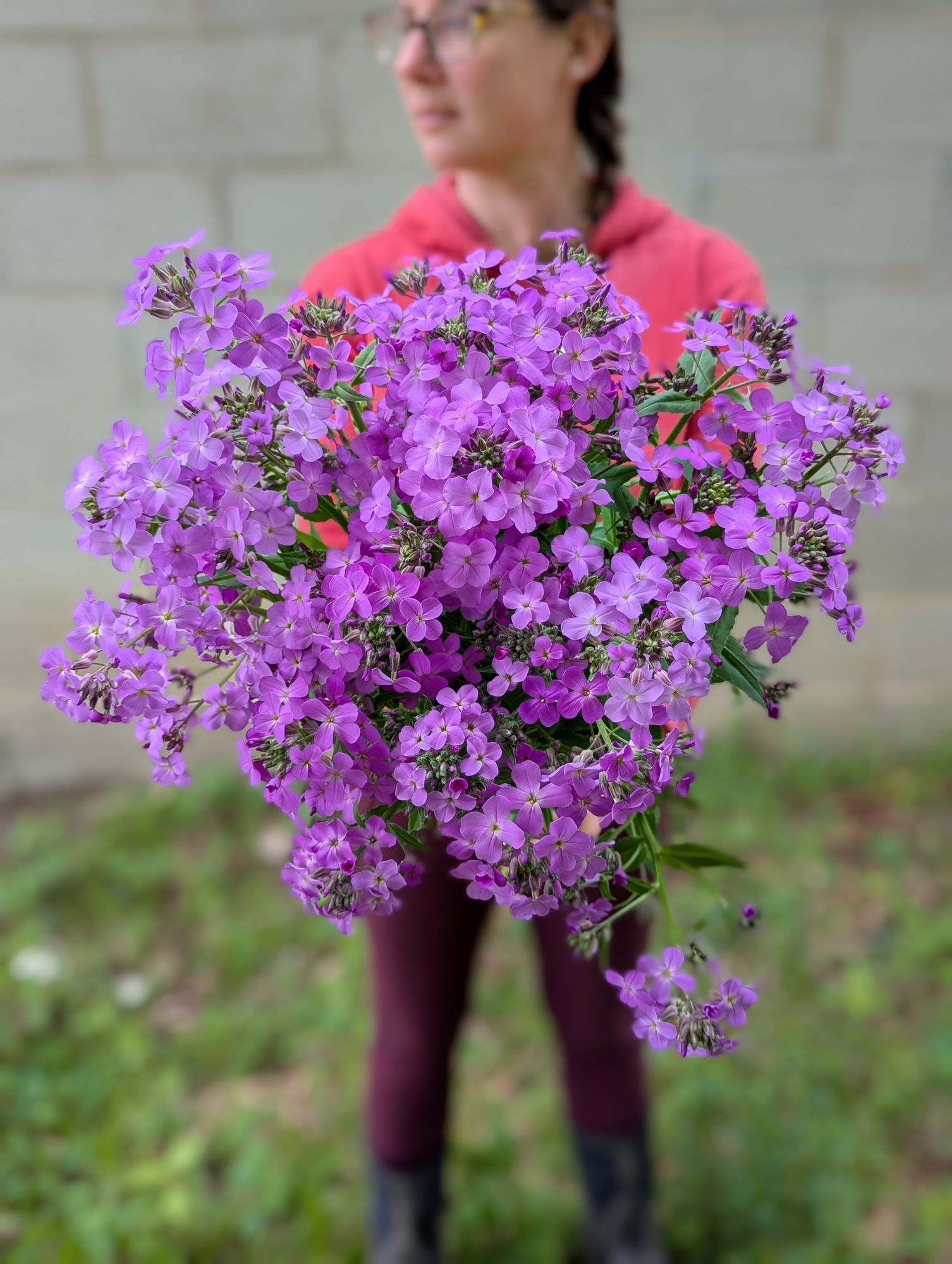 HESPERIS matronalis