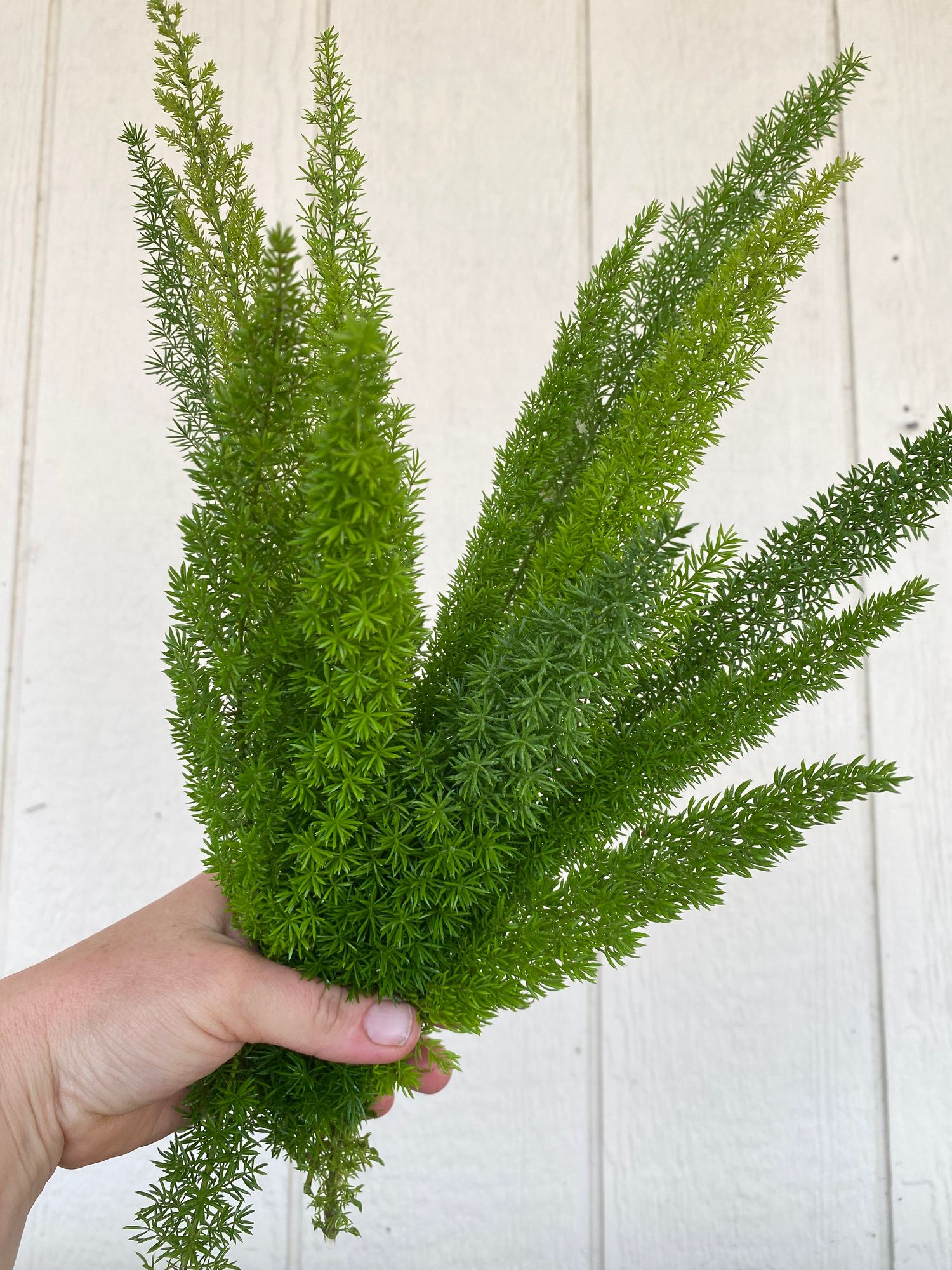 ASPARAGUS densiflorus Sprengeri