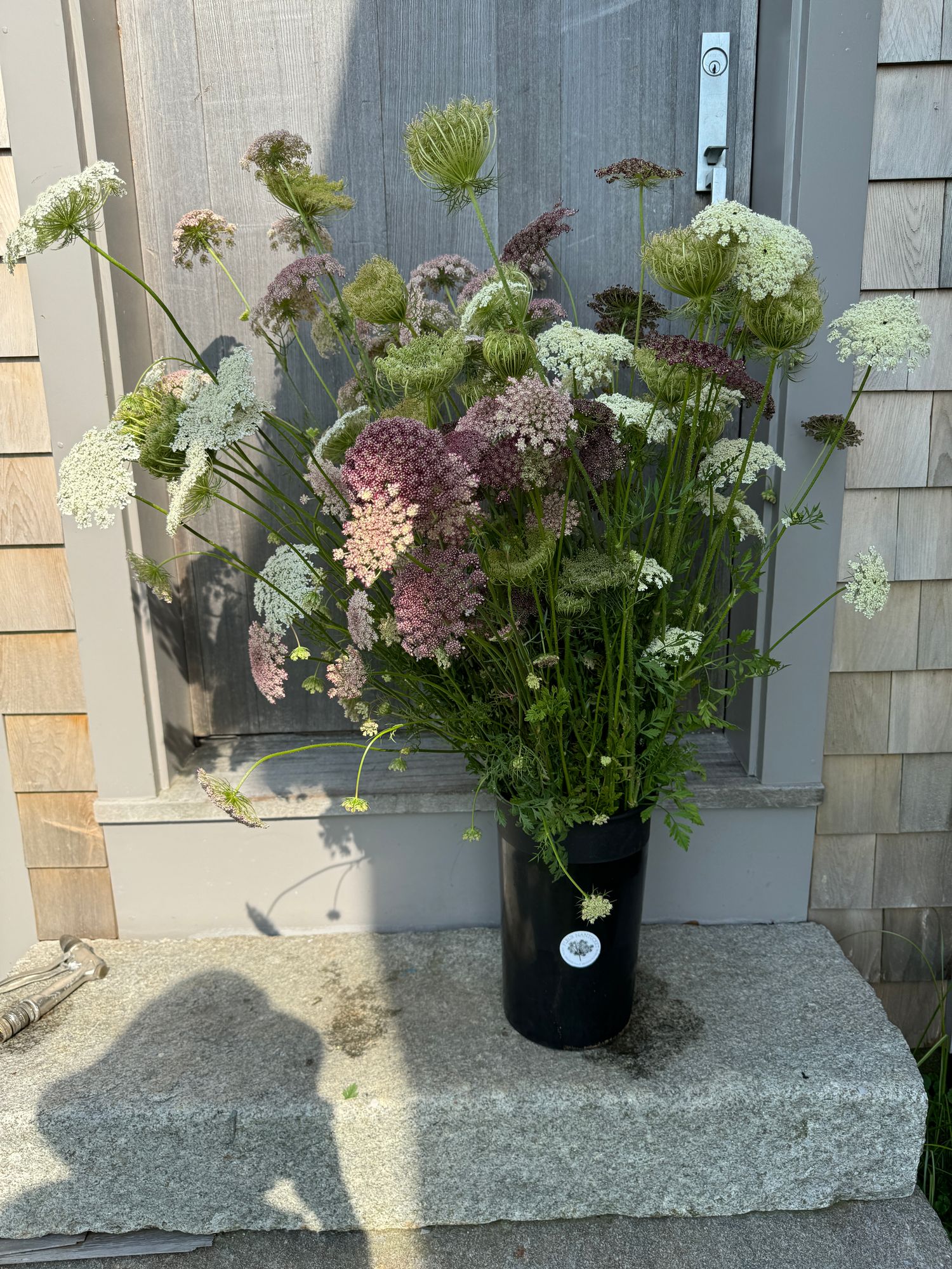 DAUCUS carota Dara
