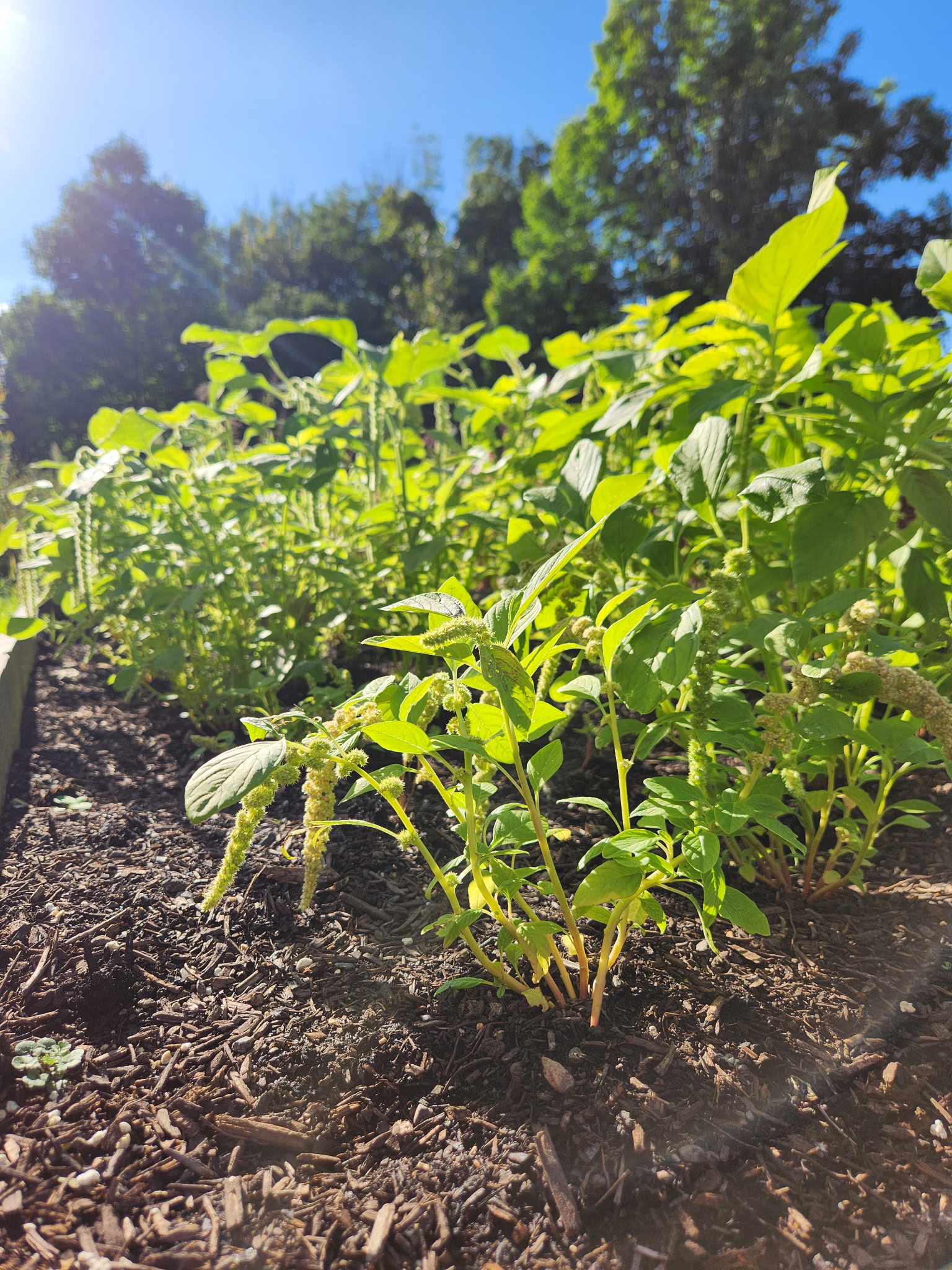 AMARANTHUS caudatus Green Tails