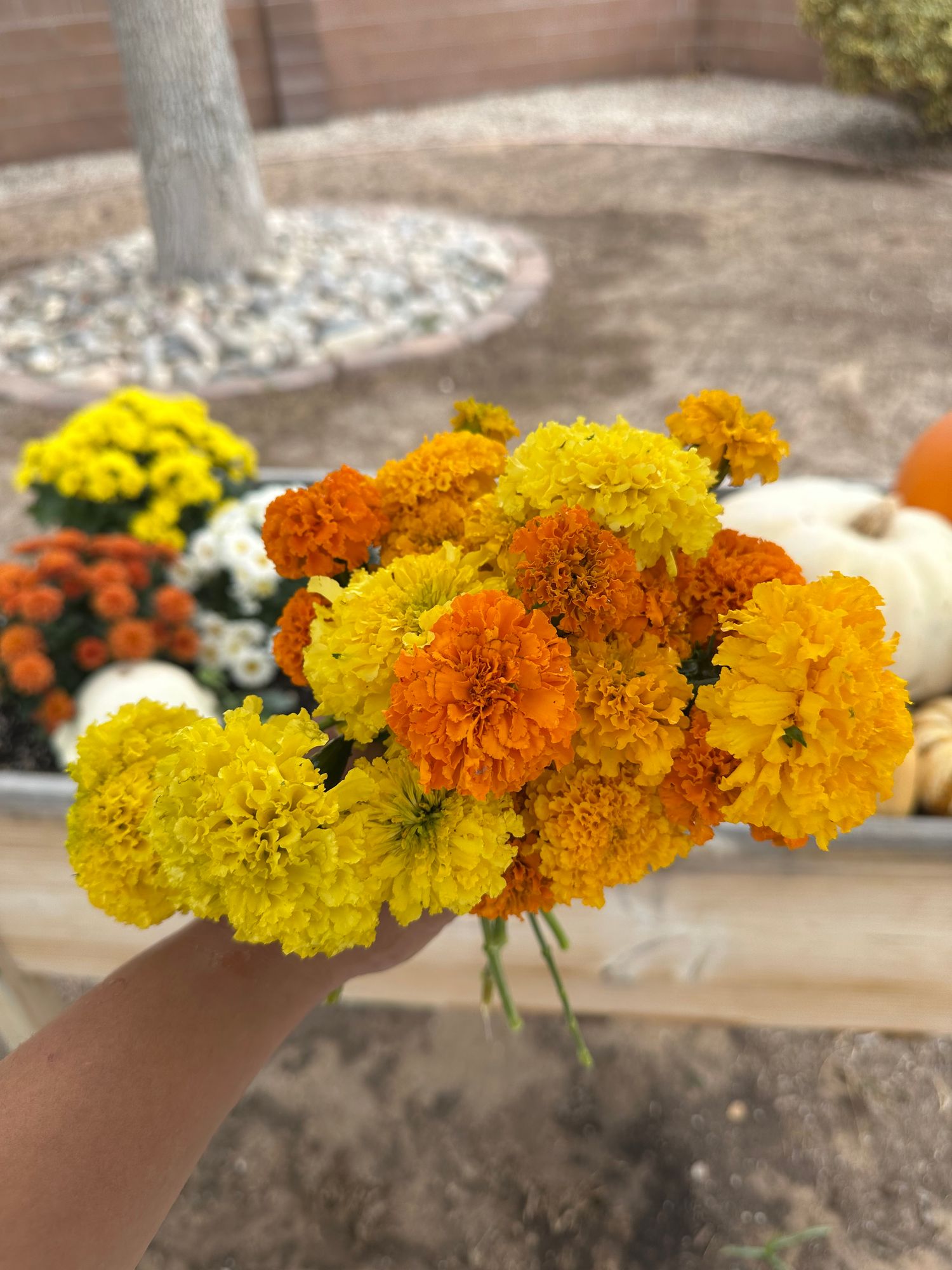 TAGETES erecta