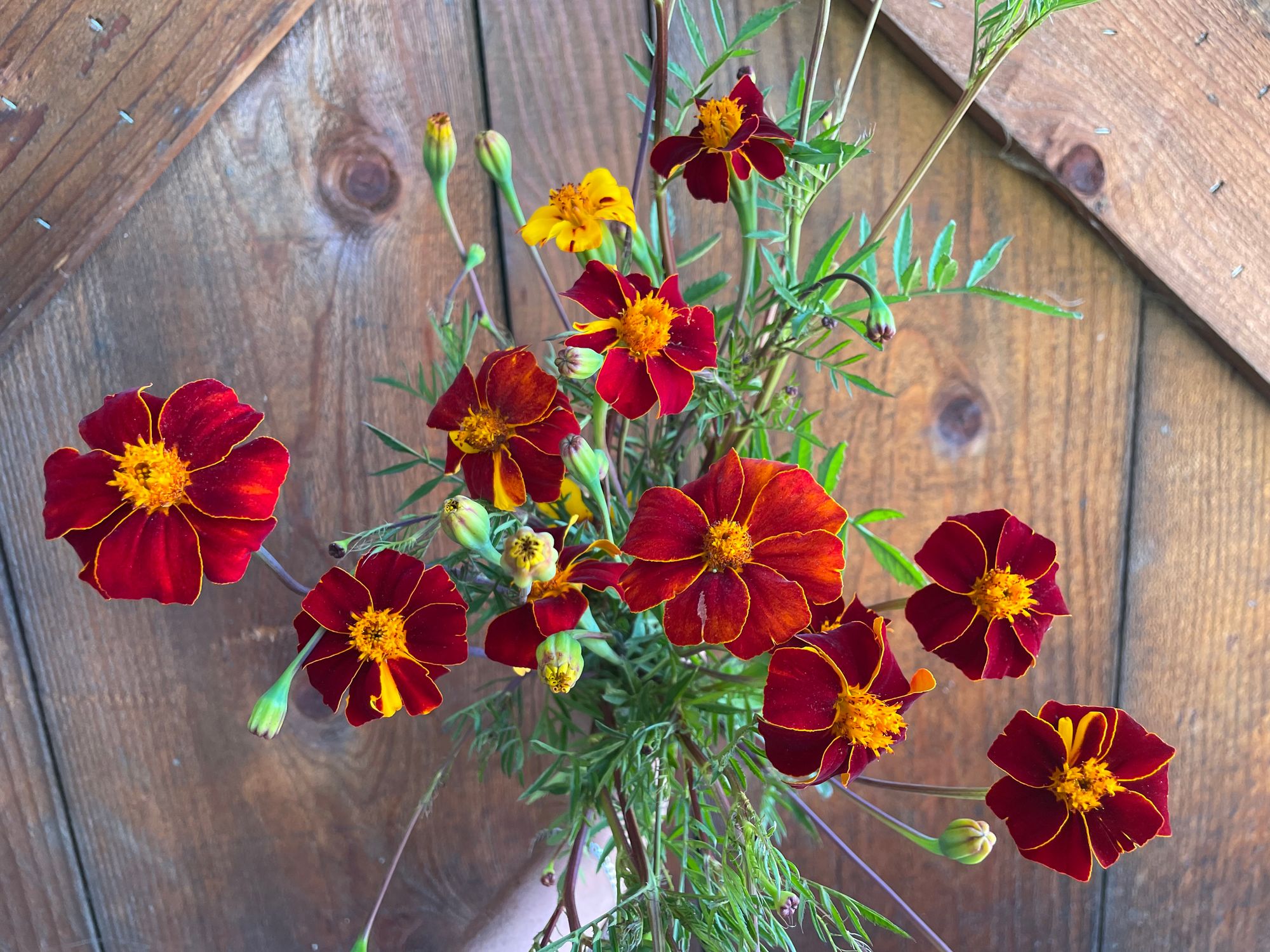 TAGETES linnaeus Burning Embers