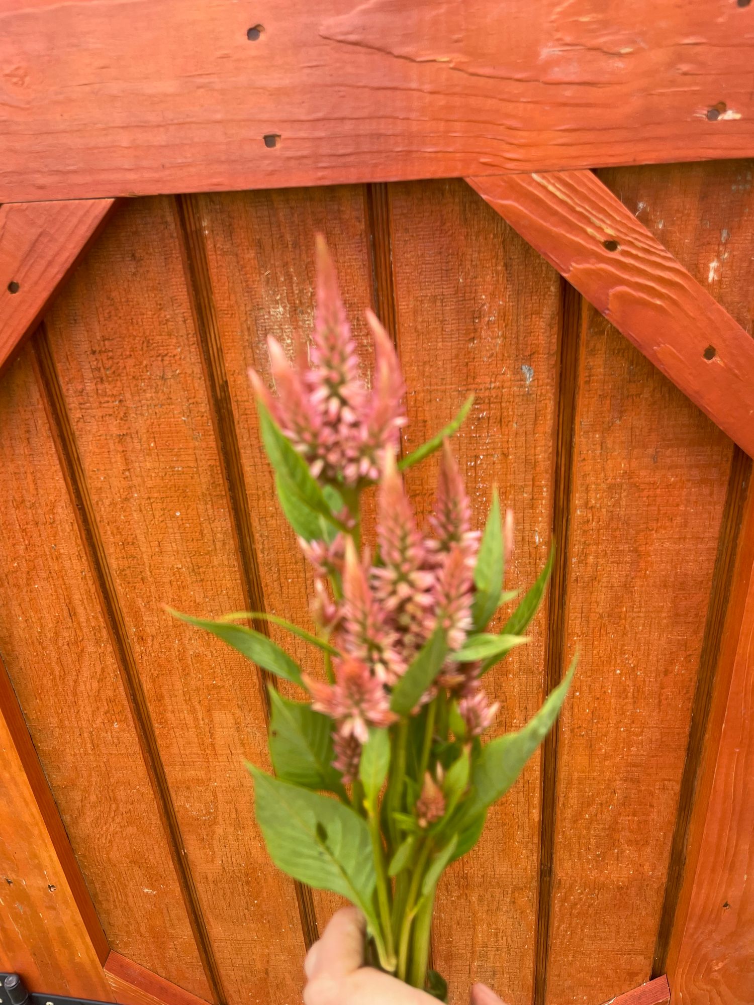 CELOSIA argentea spicata Celway Terracotta
