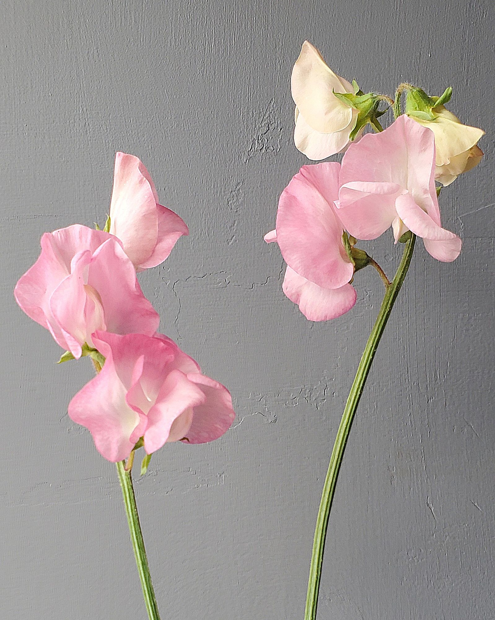 LATHYRUS odoratus Mollie Rilstone