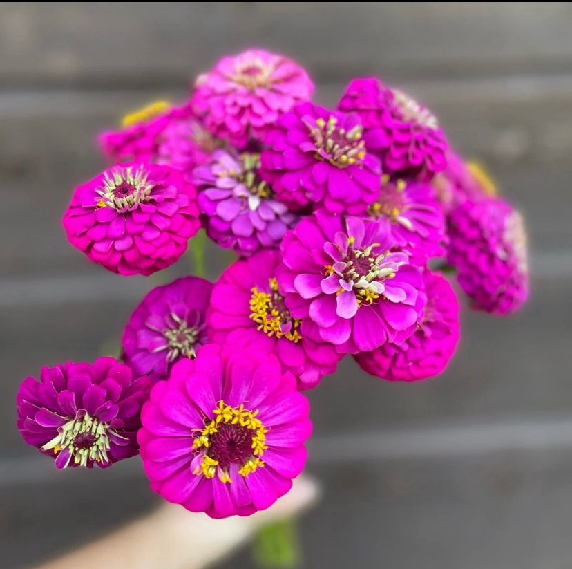 ZINNIA elegans Oklahoma Carmine Rose