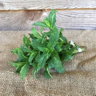Herb, Mint
