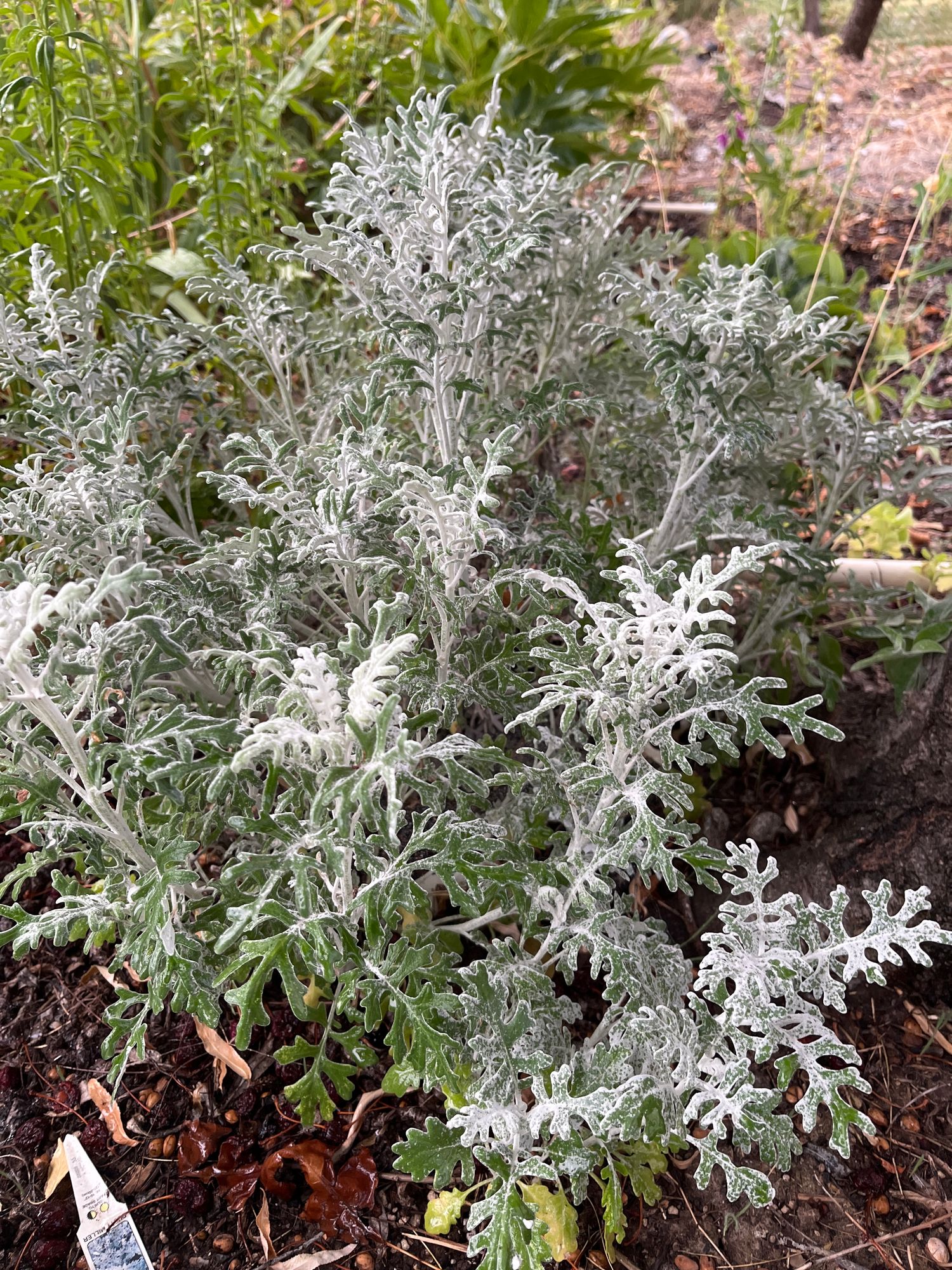 SENECIO cineraria Candicans