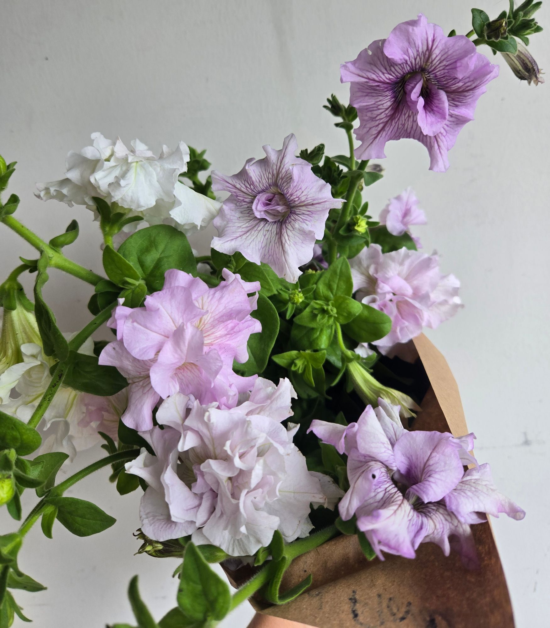 PETUNIA grandiflora Doppio Allegretta