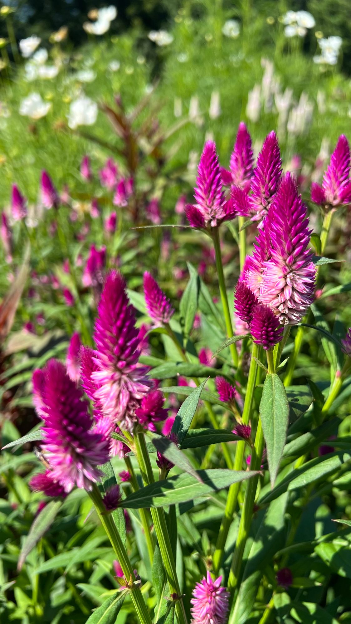 CELOSIA argentea spicata Ruby Parfait