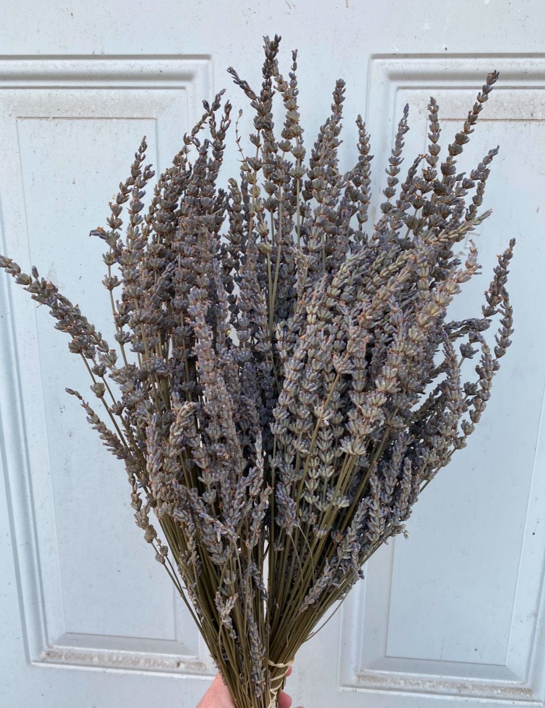 LAVENDULA x intermedia Grosso