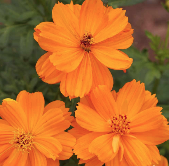 COSMOS sulphureus