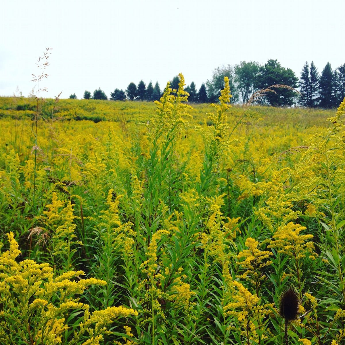 SOLIDAGO rugosa Fireworks