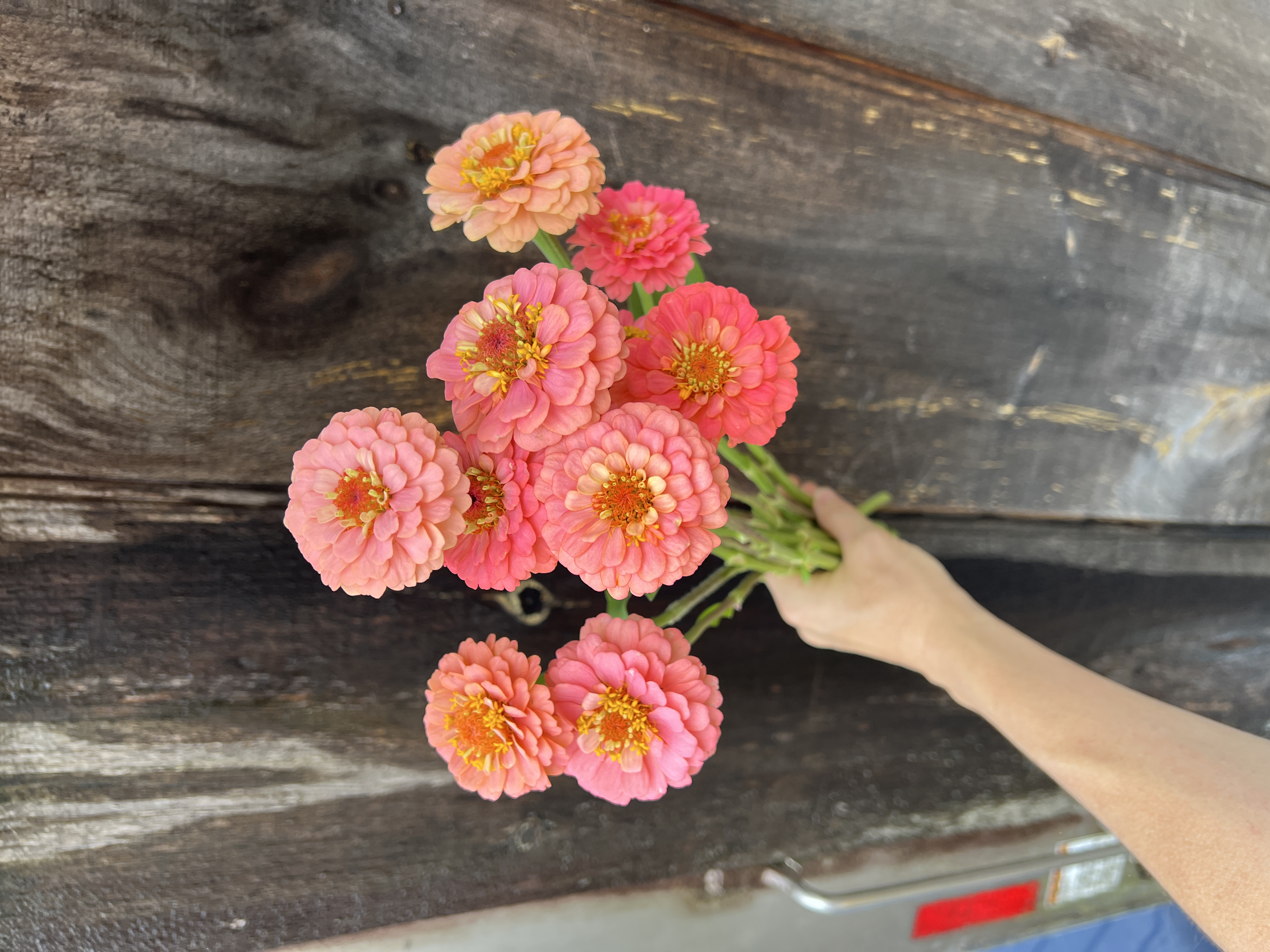 ZINNIA elegans Oklahoma Salmon