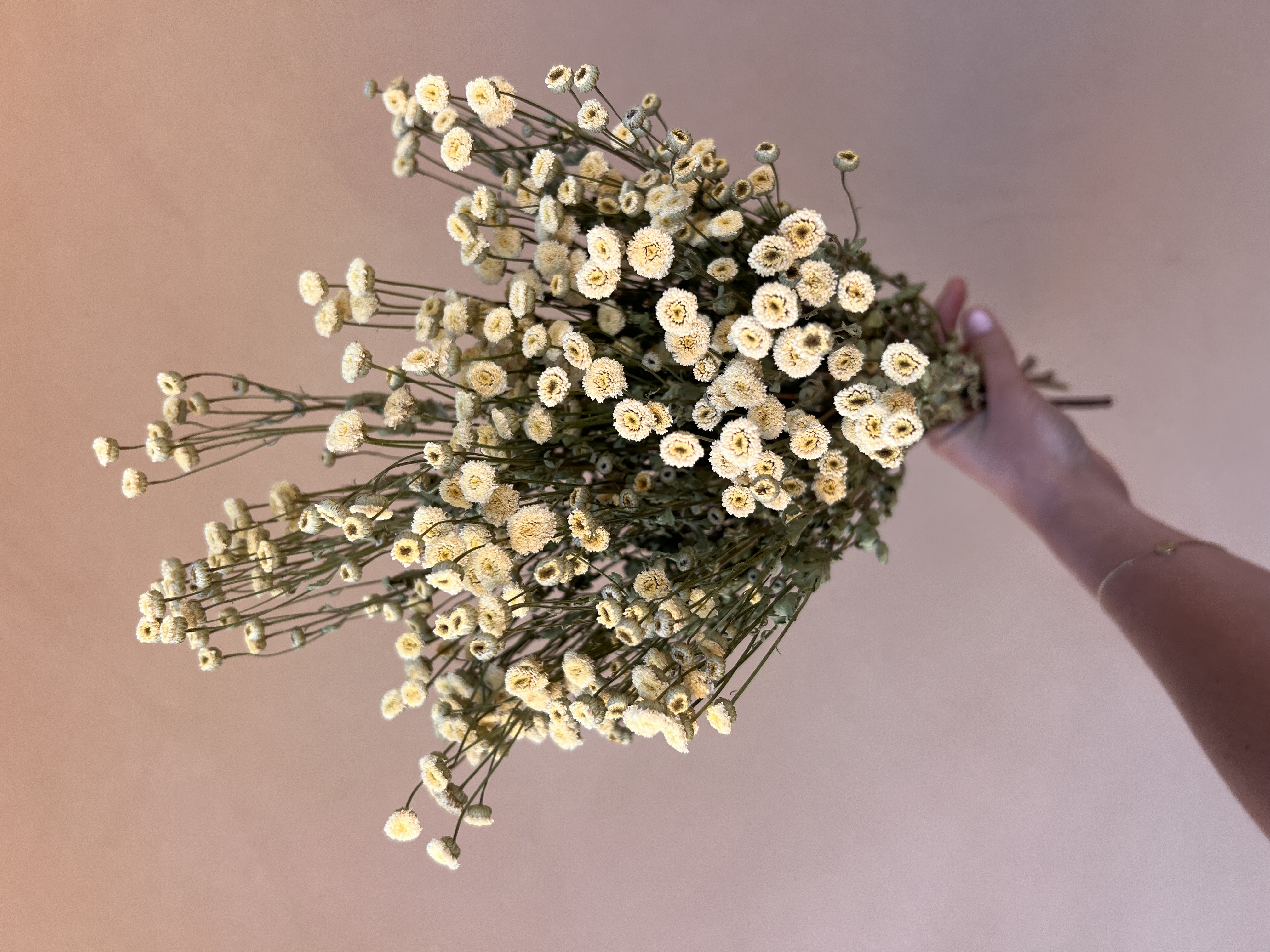 TANACETUM parthenium Snowball