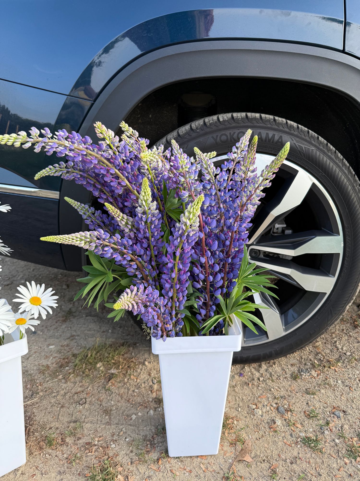 LUPINUS polyphyllus Russell
